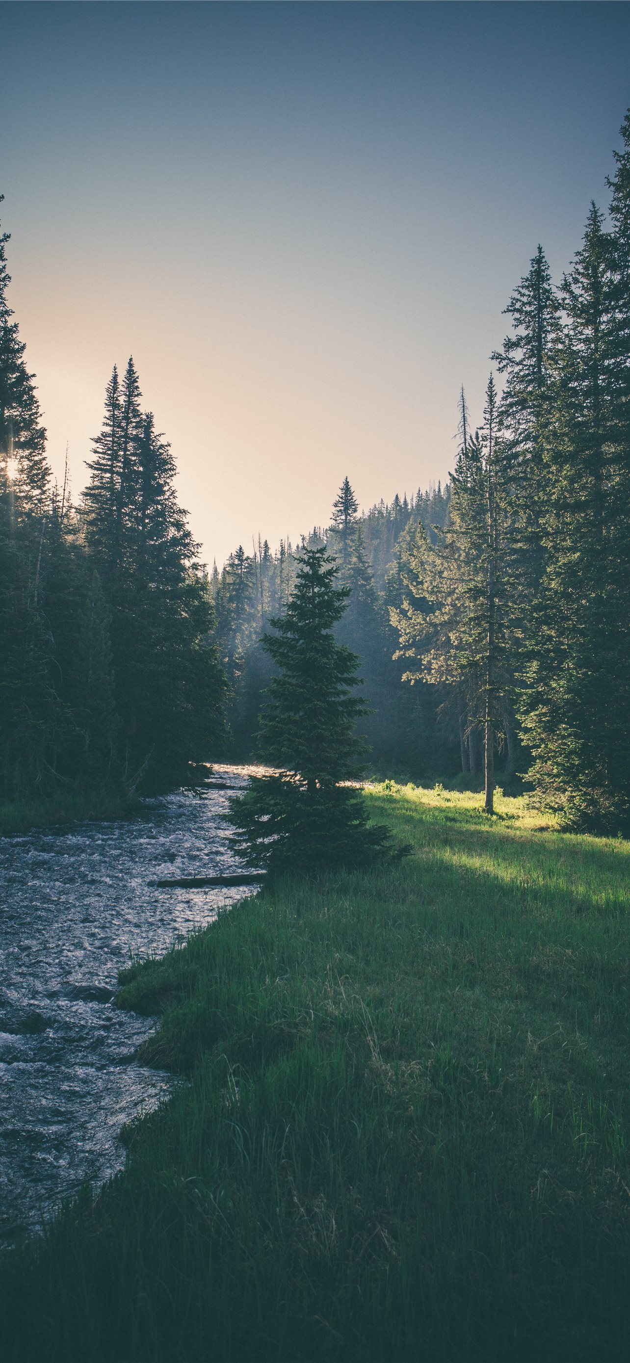 Best Forest iPhone HD Wallpaper