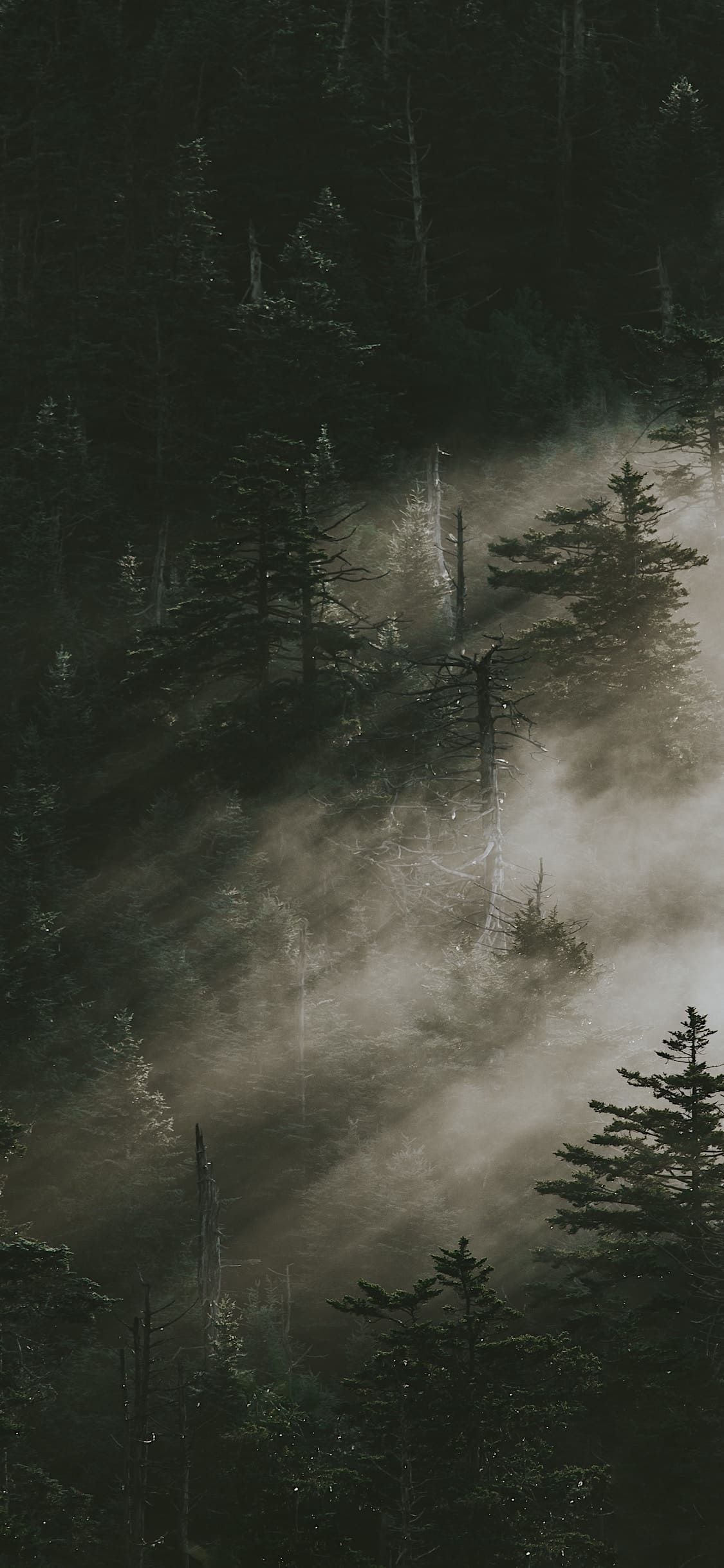 iPhone Wallpaper Forest, Forest