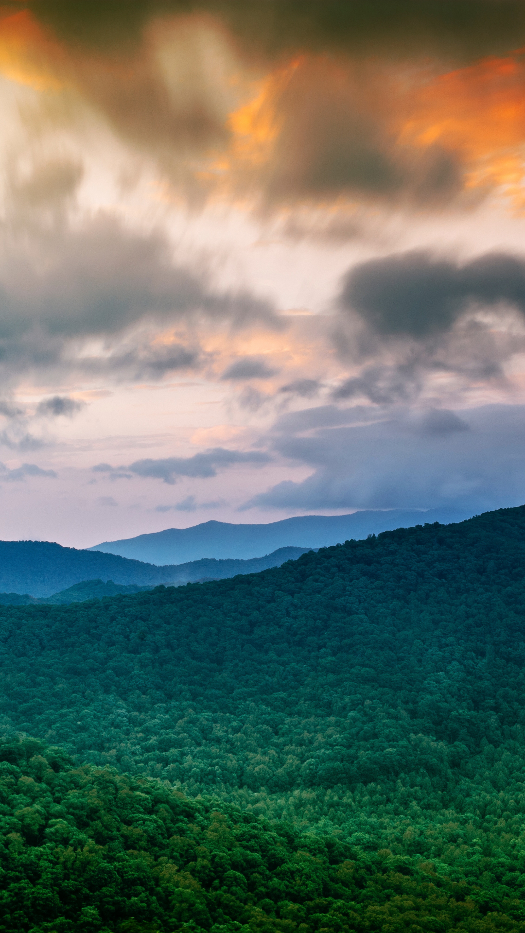 The Forest At Sunset iPhone Wallpaper