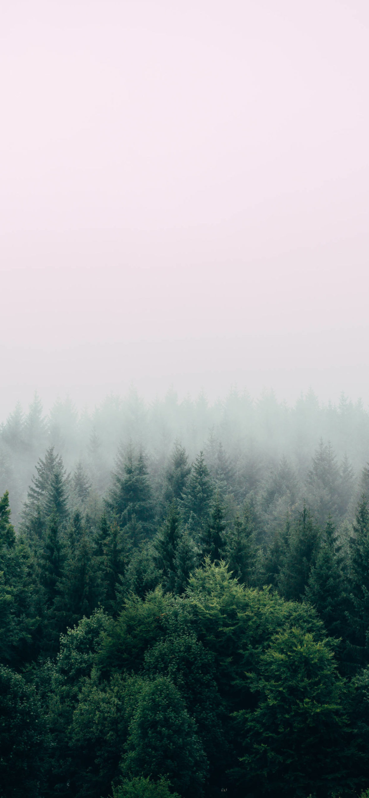 Forest Wallpaper for iPhone 11, Pro Max