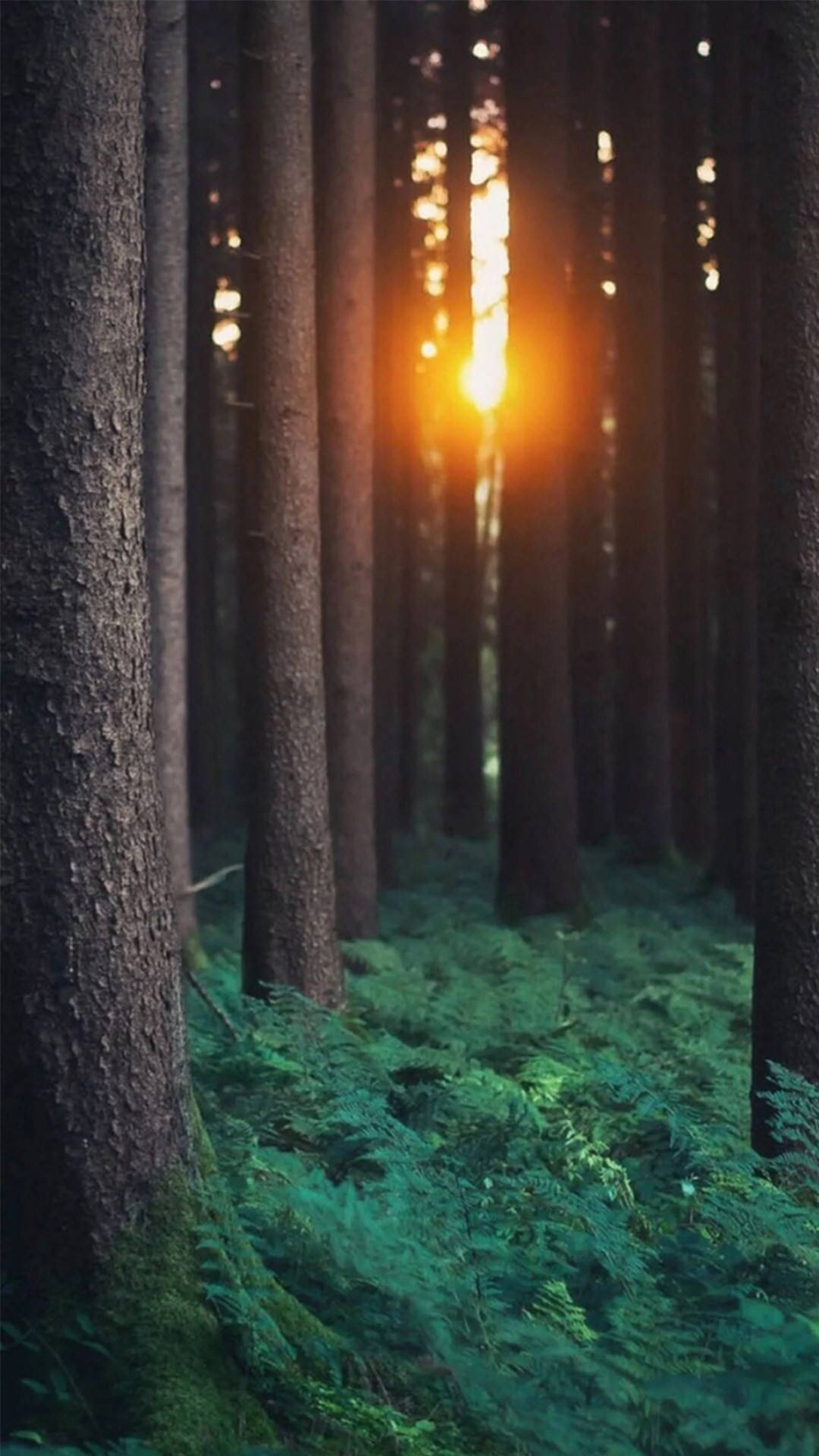 Forest iPhone Wallpaper