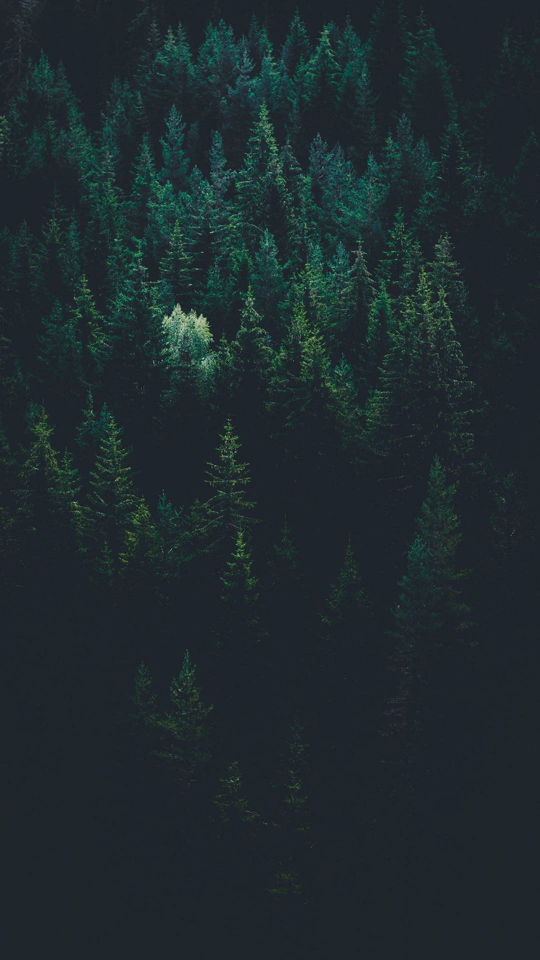 Download free Tree Line In A Forest