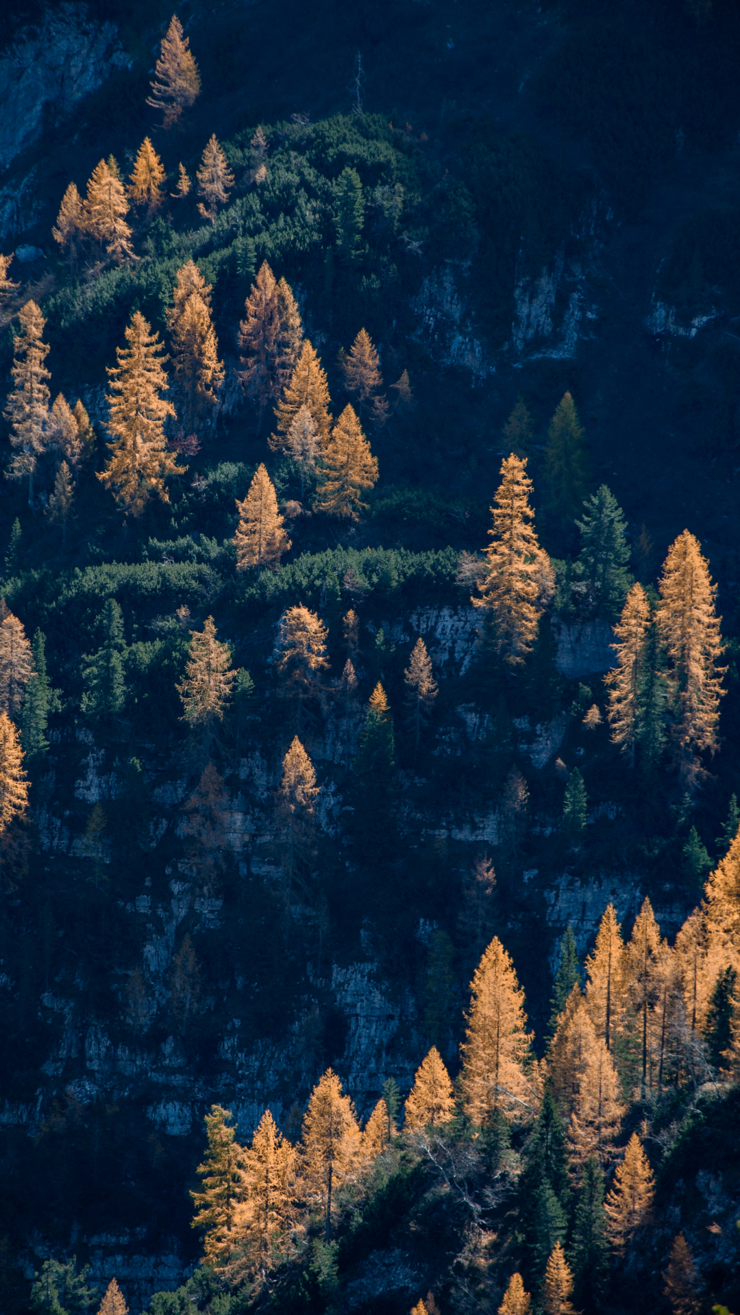 Tree, Forest, Woodland iPhone Wallpaper