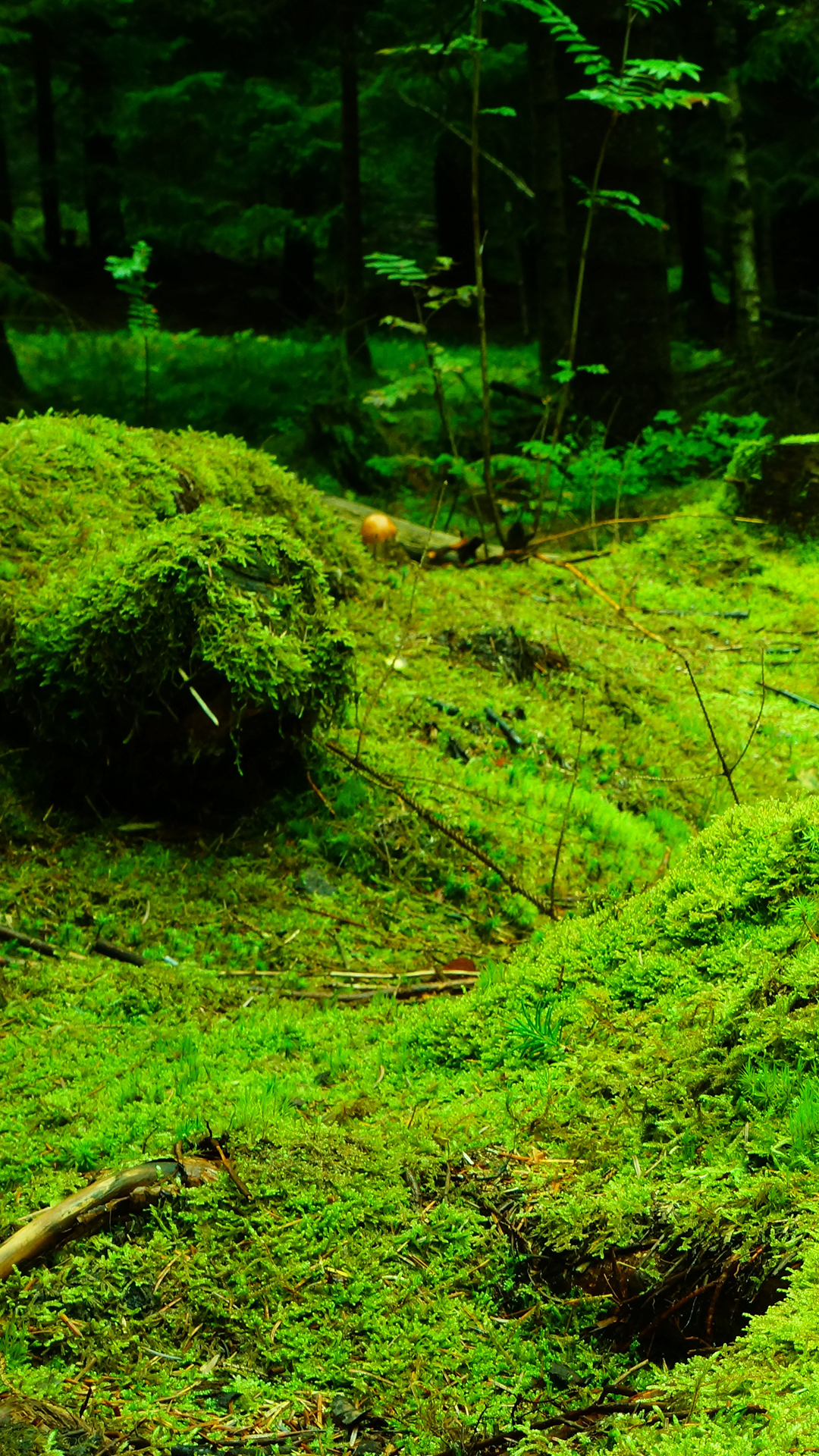 Green Forest Pretty iPhone Wallpaper