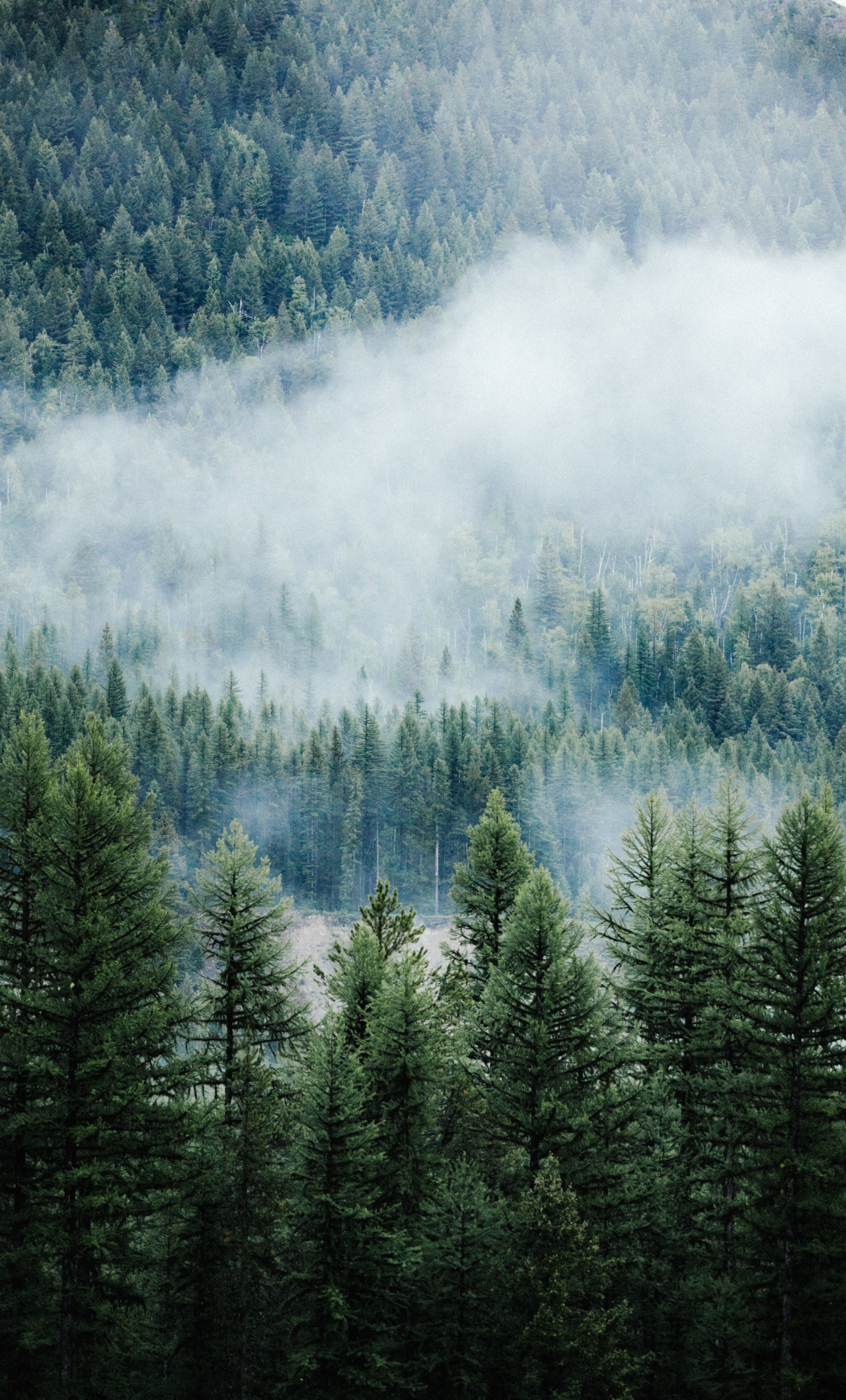 Download wallpaper 1280x2120 forest