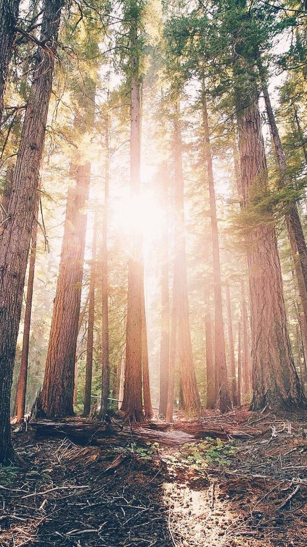 Forest iPhone Wallpaper