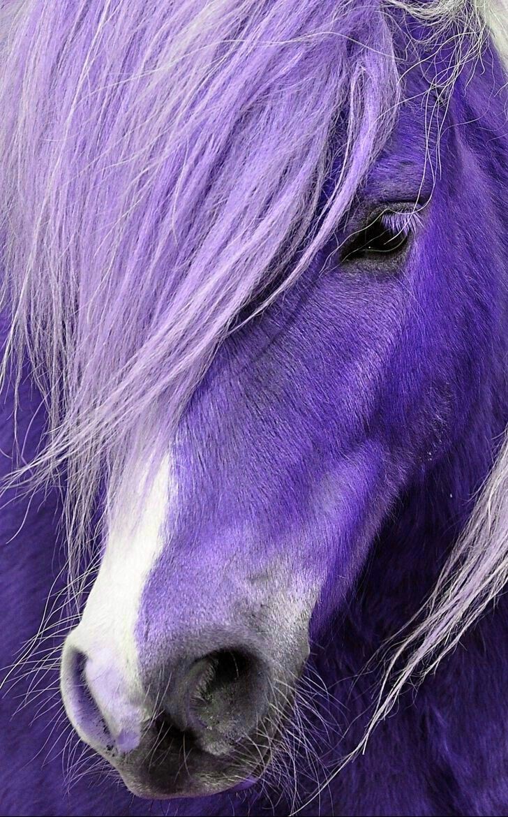 Purple horse. Horse aesthetic