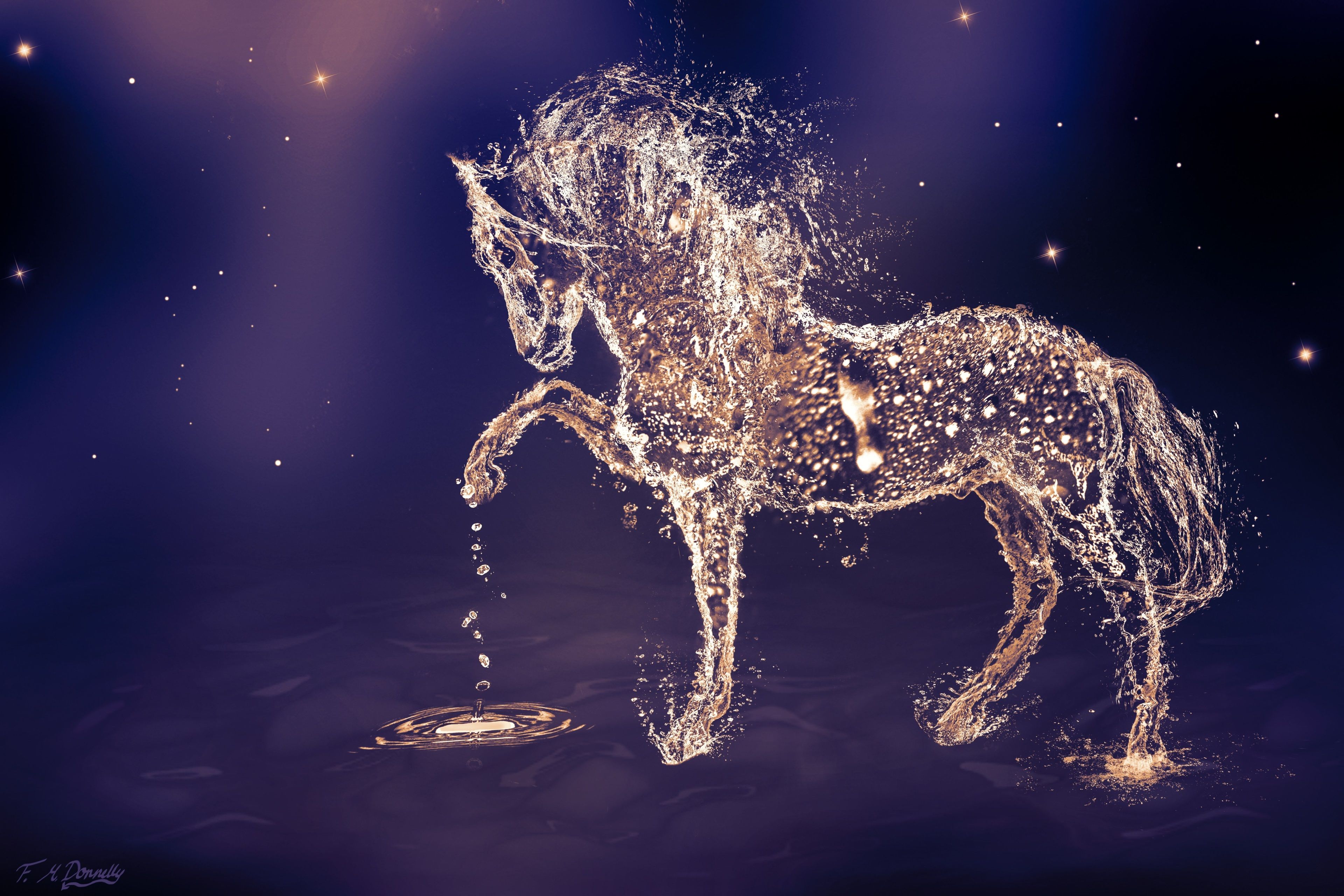 water horse 4k wallpaper
