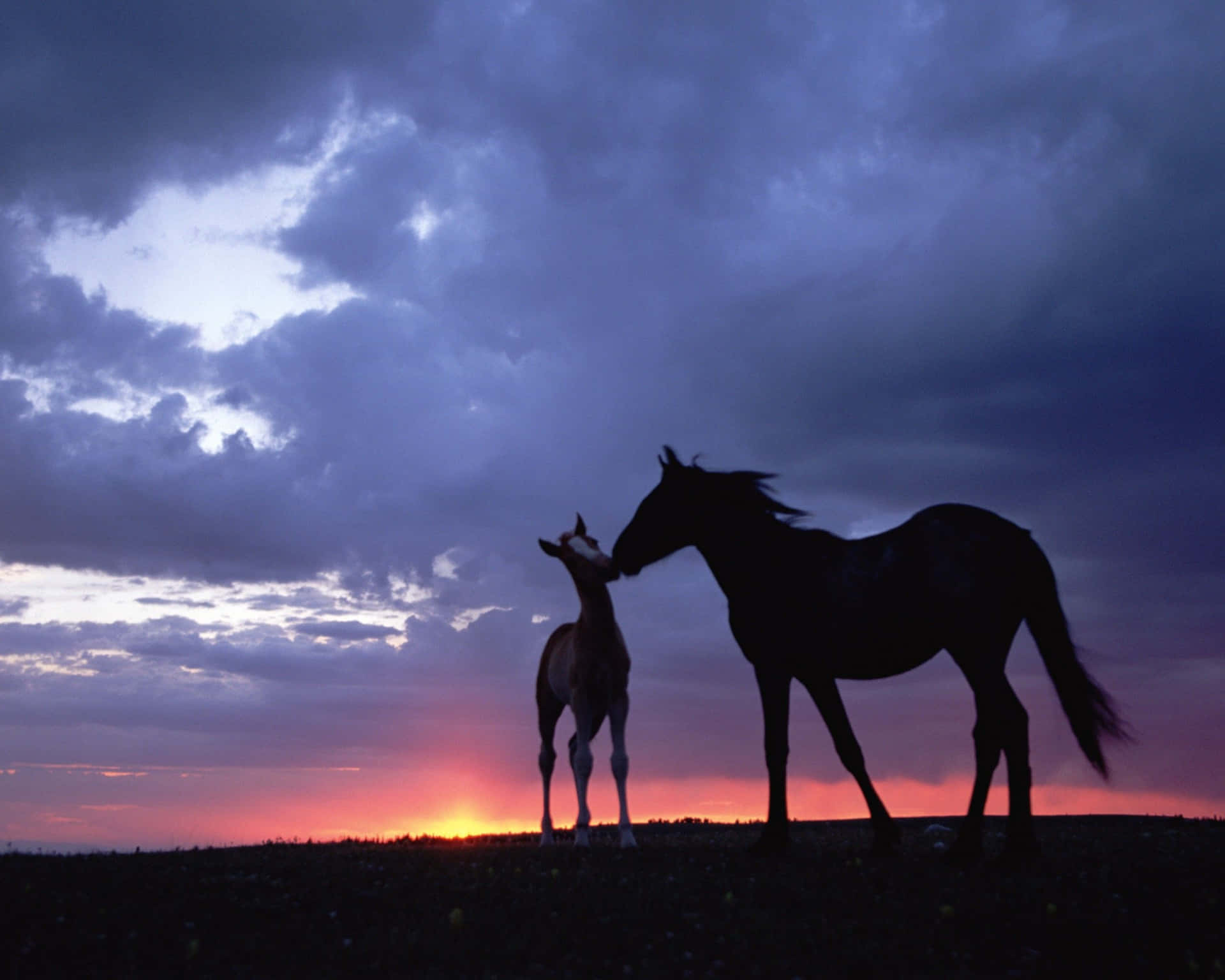handsomely groomed pretty horse posing