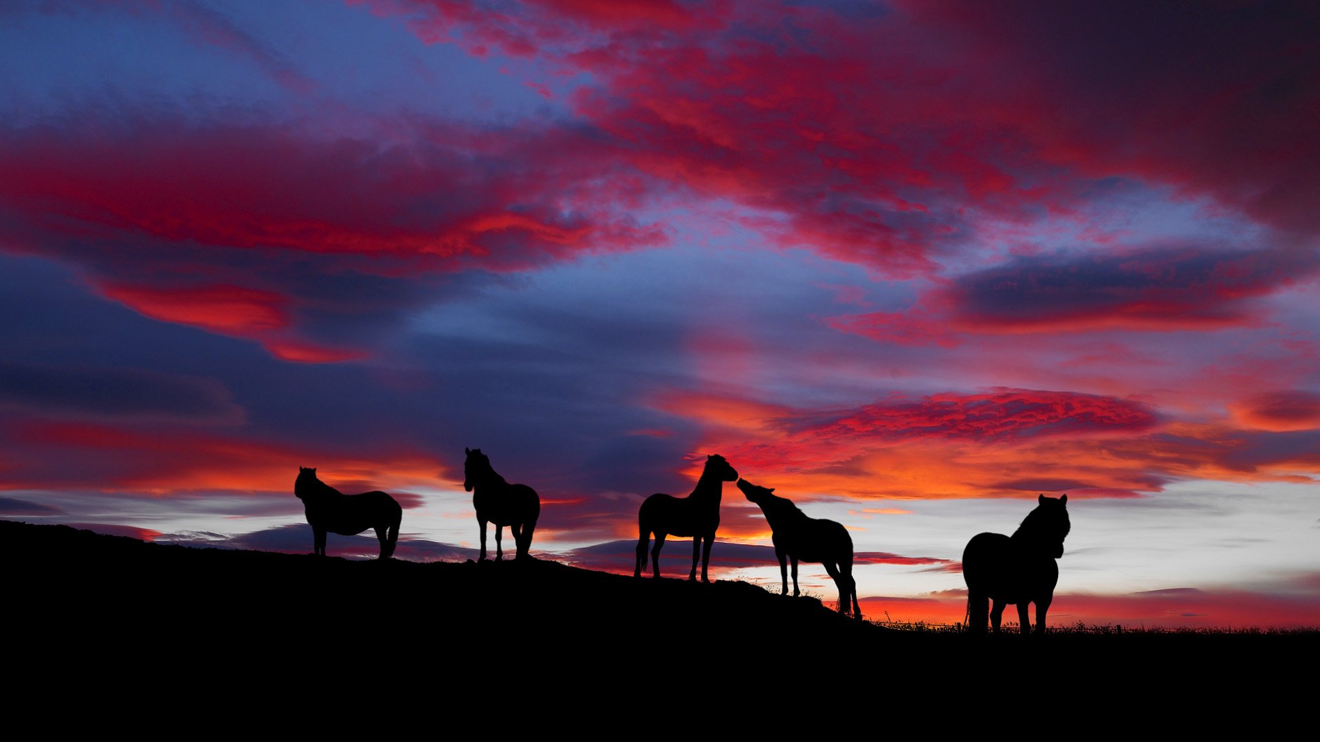 Sunset Silhouettes: HD Horse Wallpaper