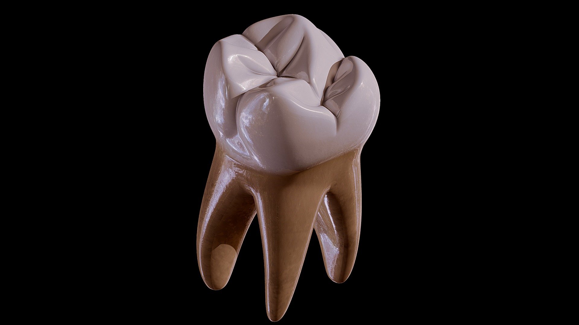 Human Tooth Royalty Free 3D model