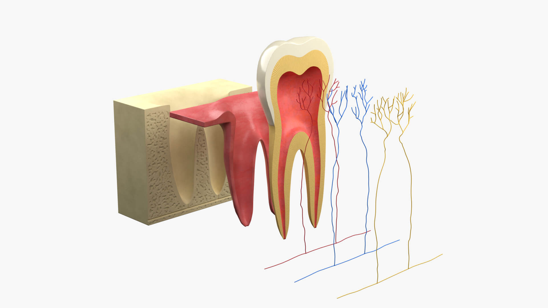 Tooth Molar Anatomy