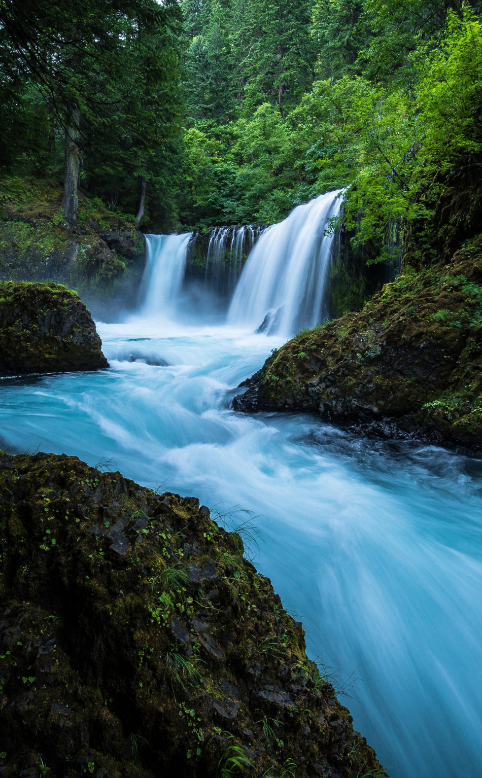 Download wallpaper 950x1534 forest