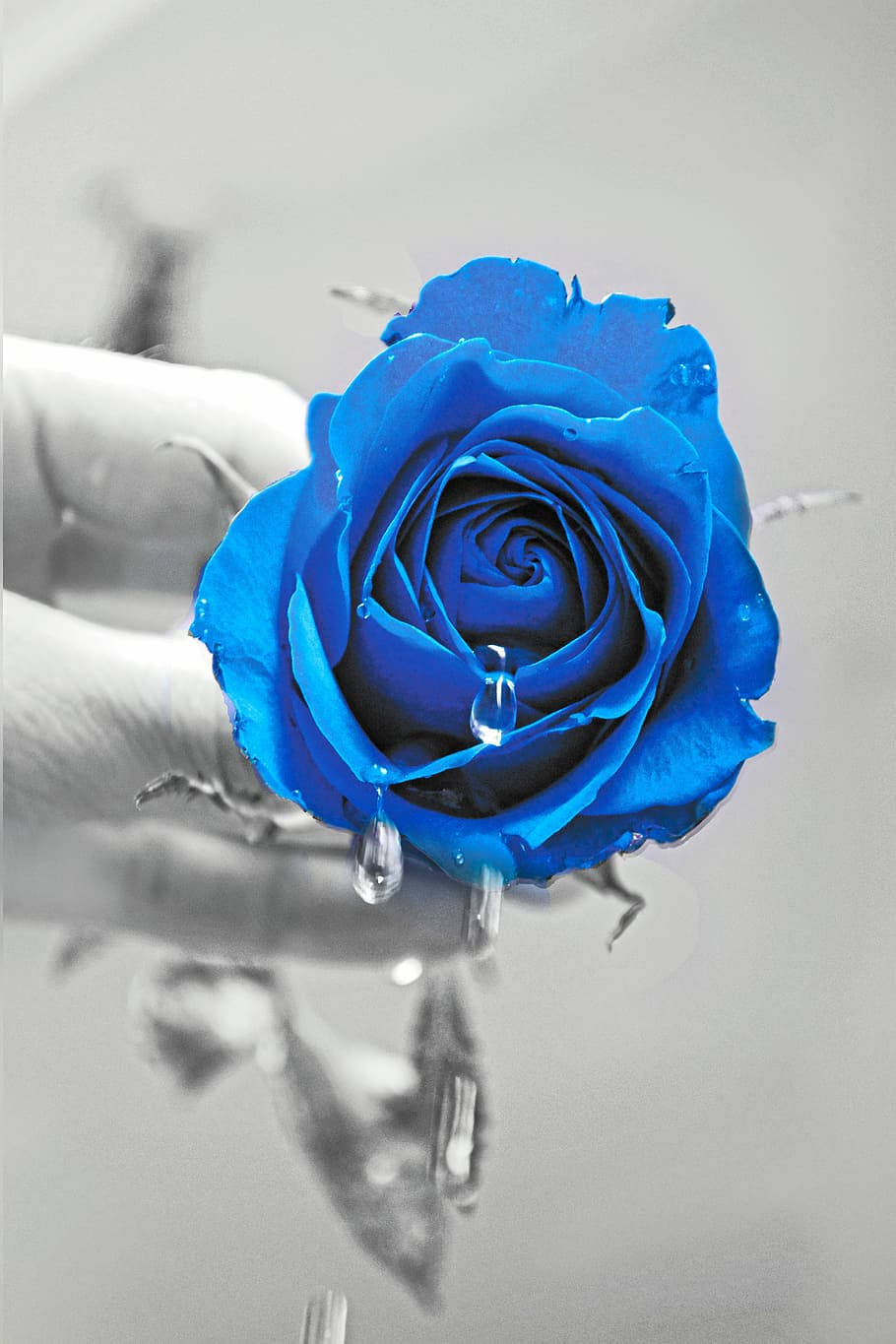Blue Flower iPhone Wallpaper