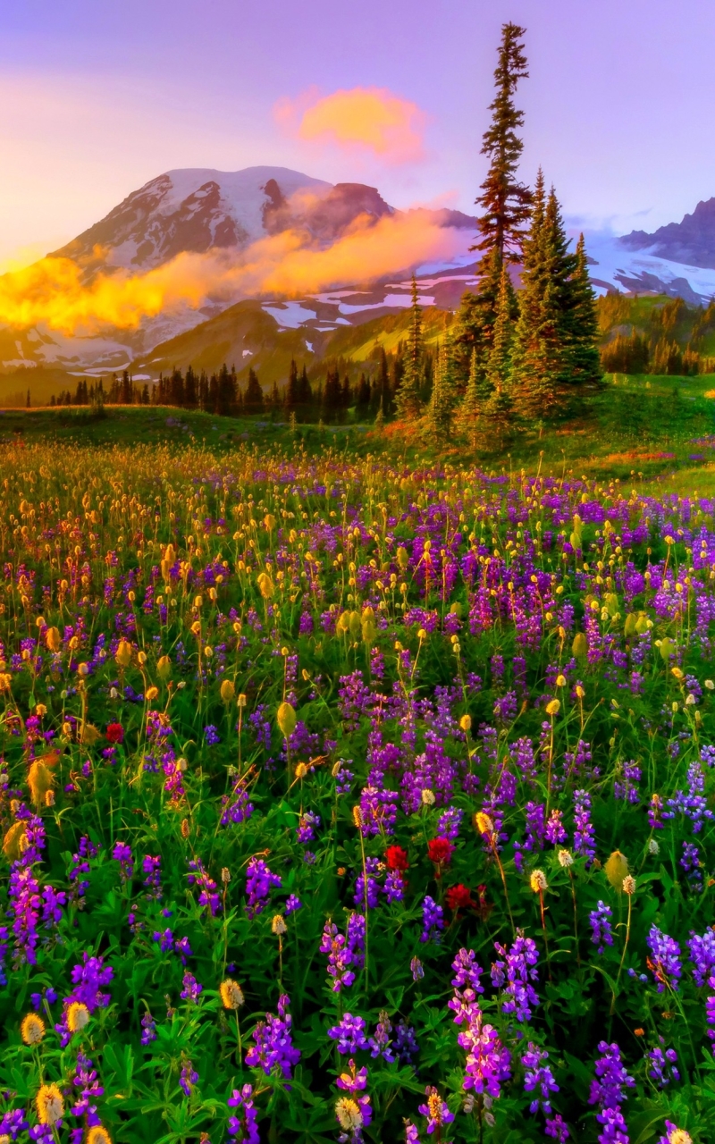 Download Meadow wallpaper for mobile