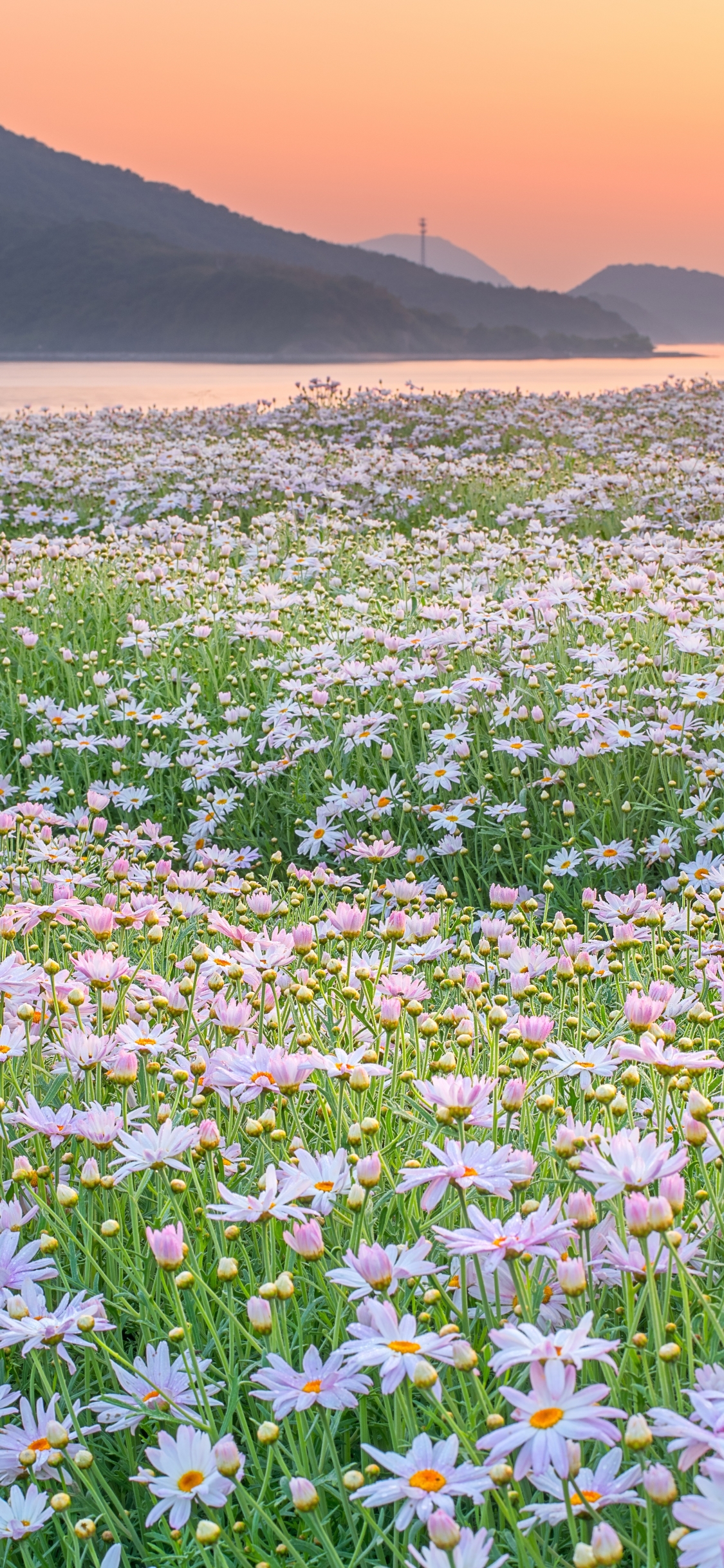 White Flower Phone Wallpaper