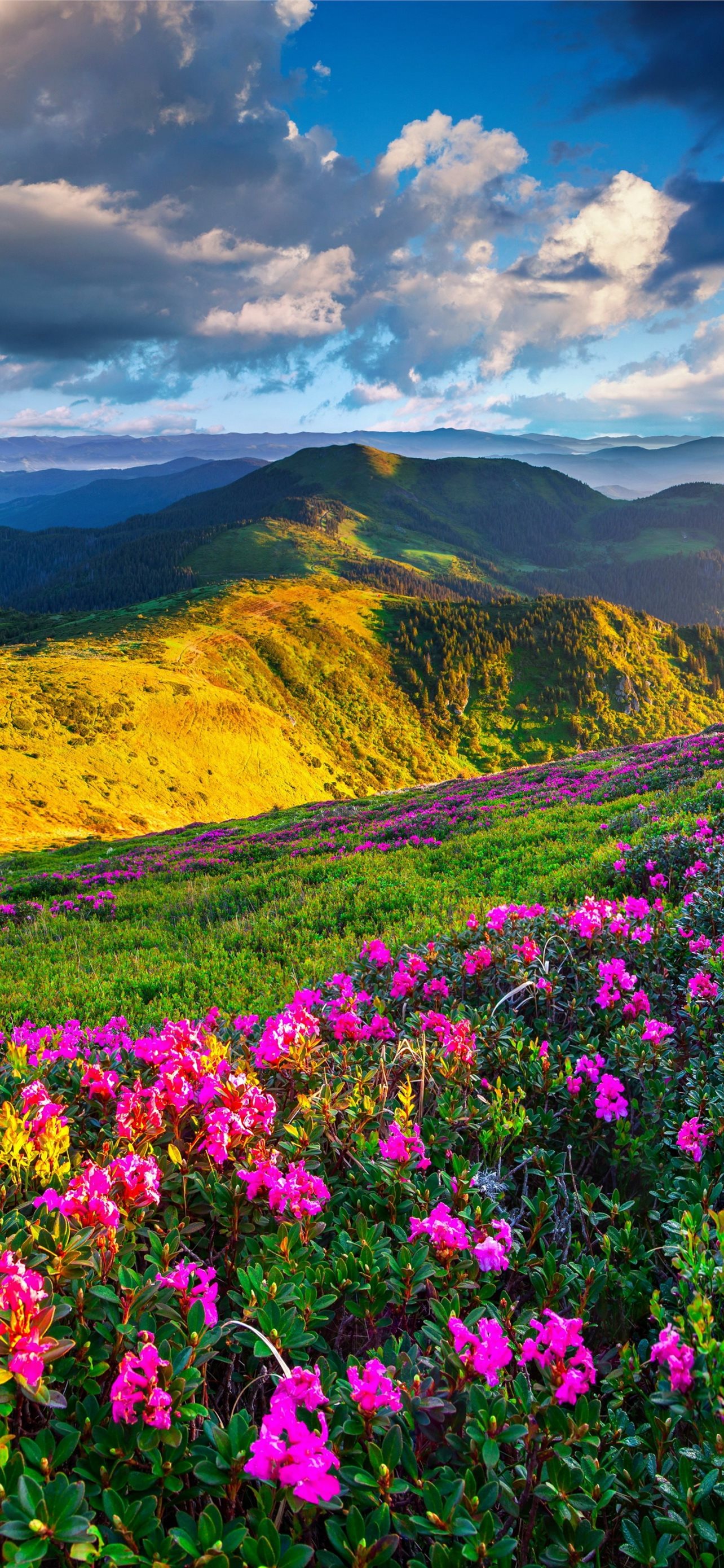 Best Meadows iPhone HD Wallpaper