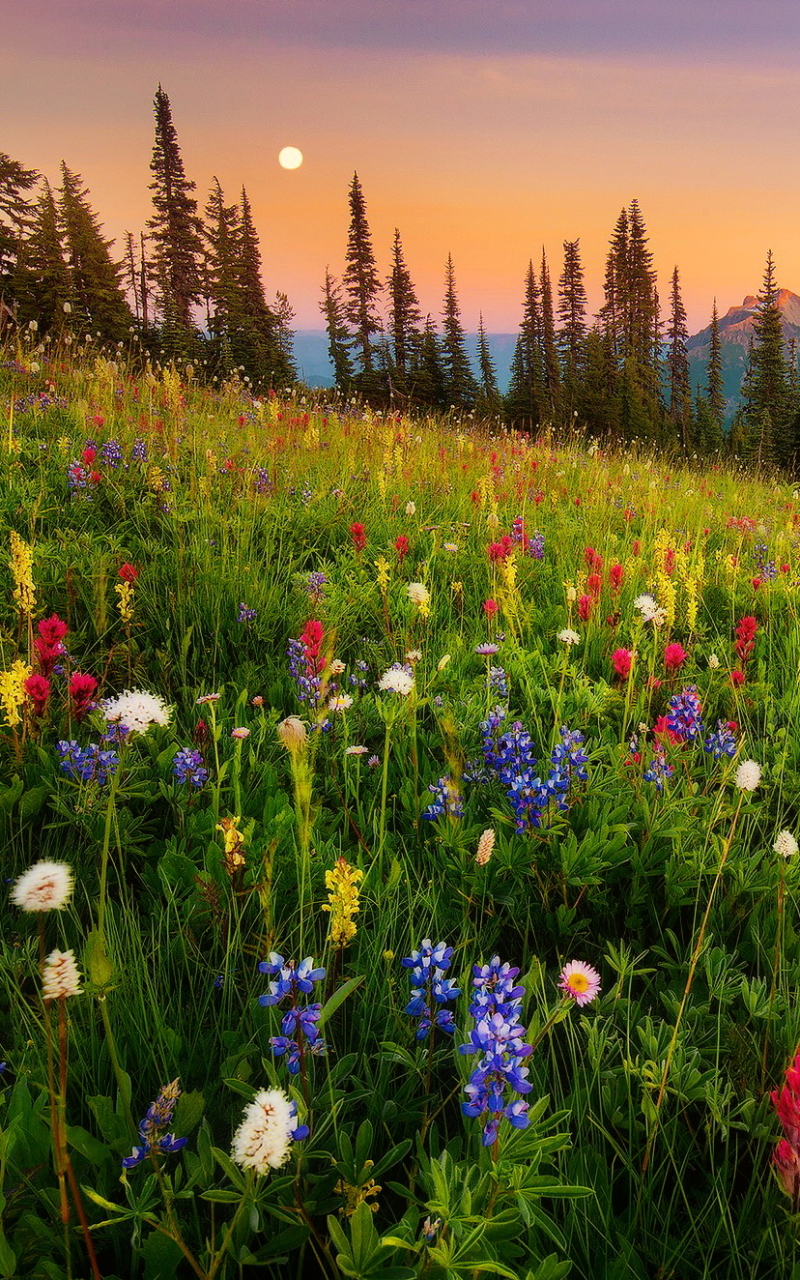 Mobile wallpaper: Cascade Range, Tahoma