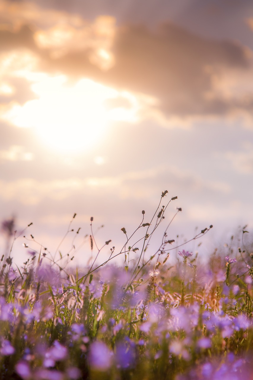Flowers Plants Sunset
