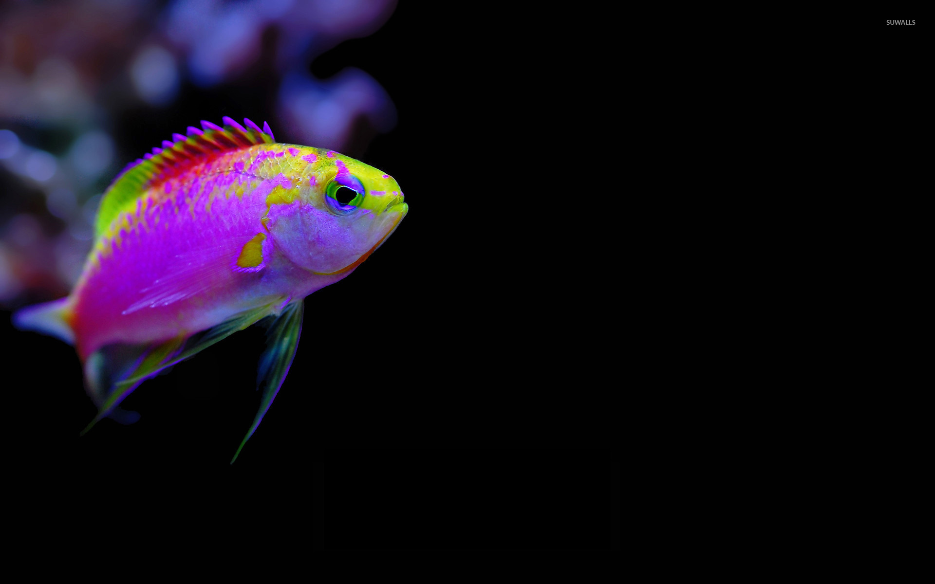 Colorful tropical fish wallpaper
