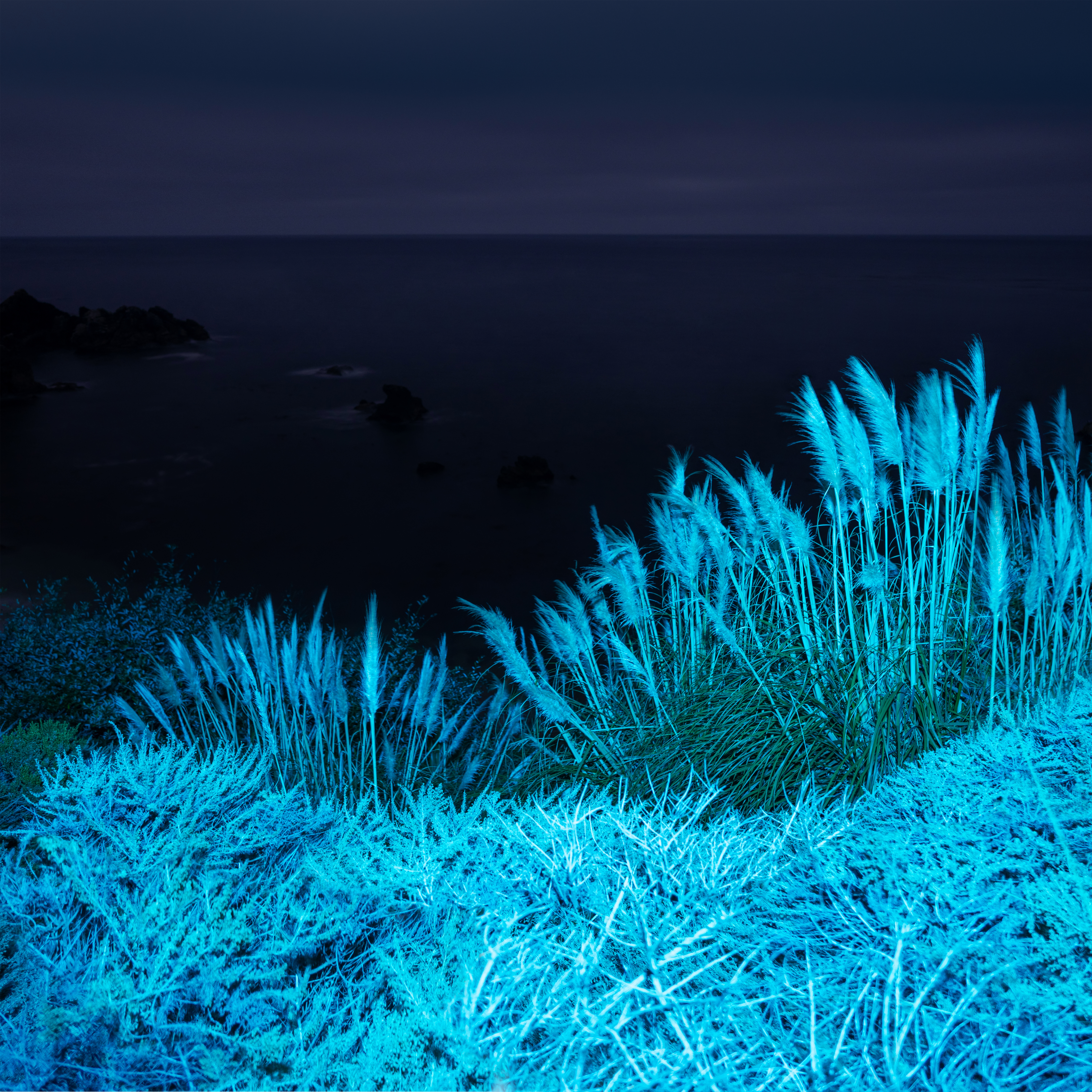Big Sur Night Grasses