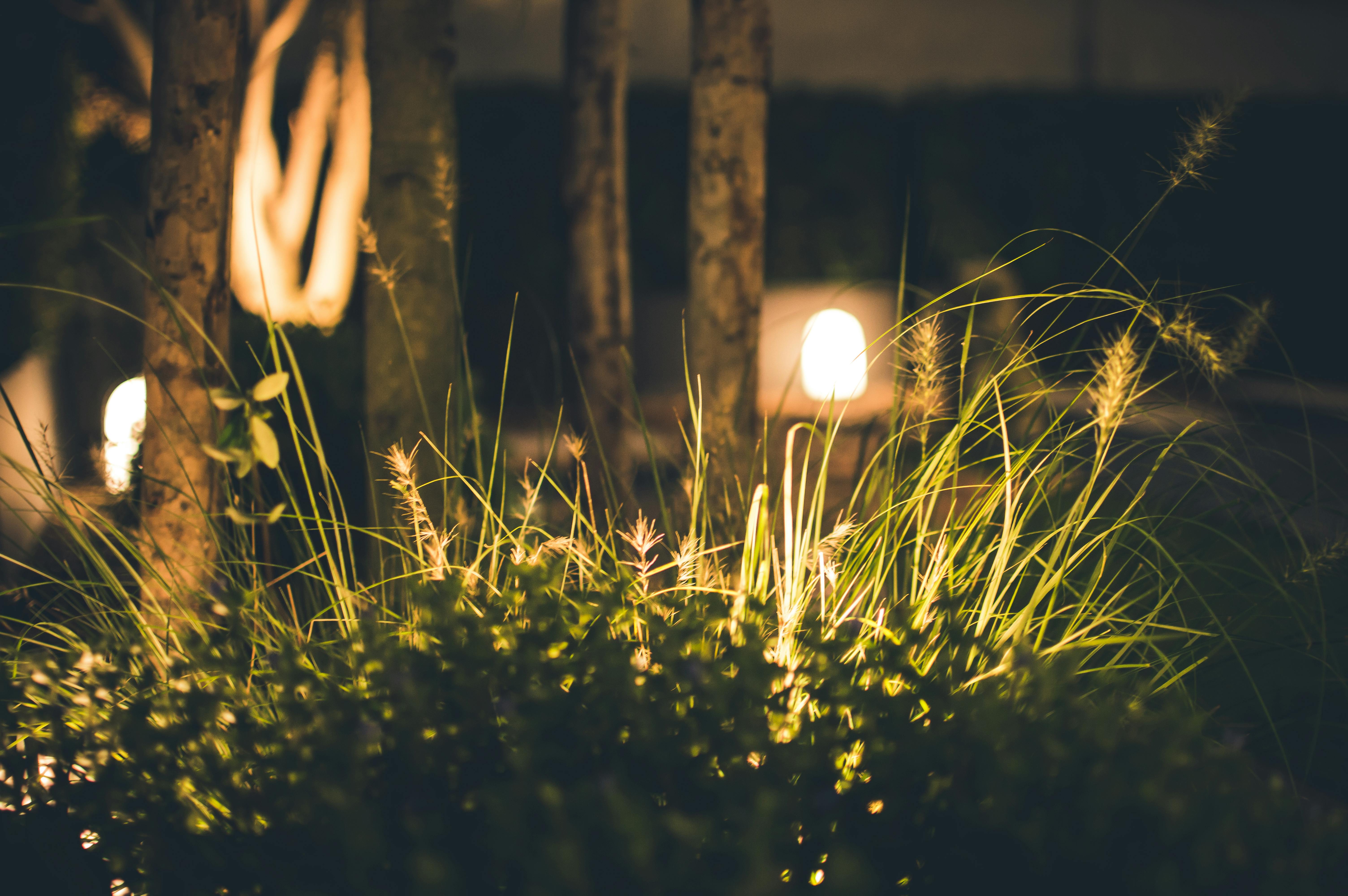 Grass at Night · Free