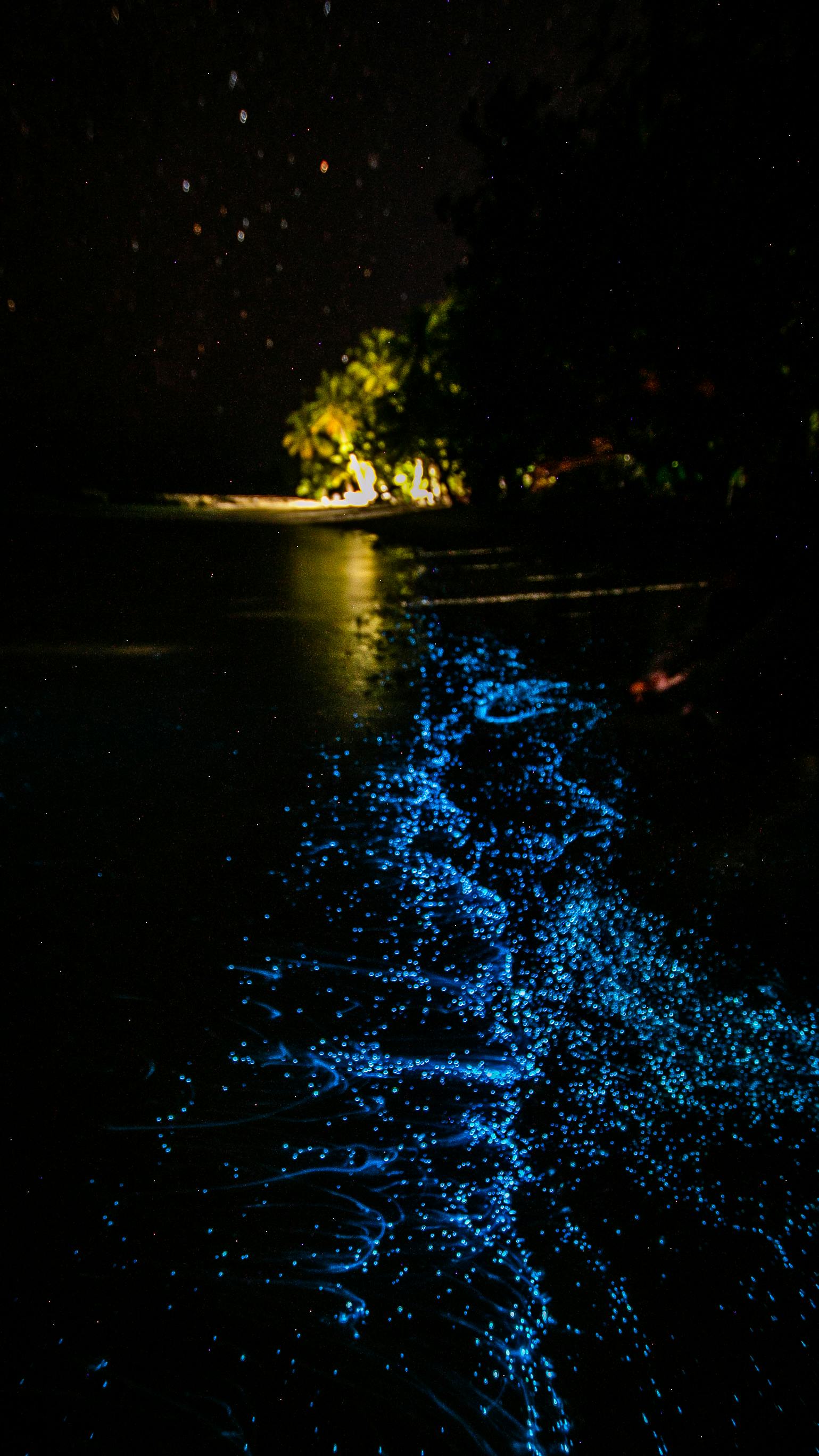 Bioluminescence & HD Image