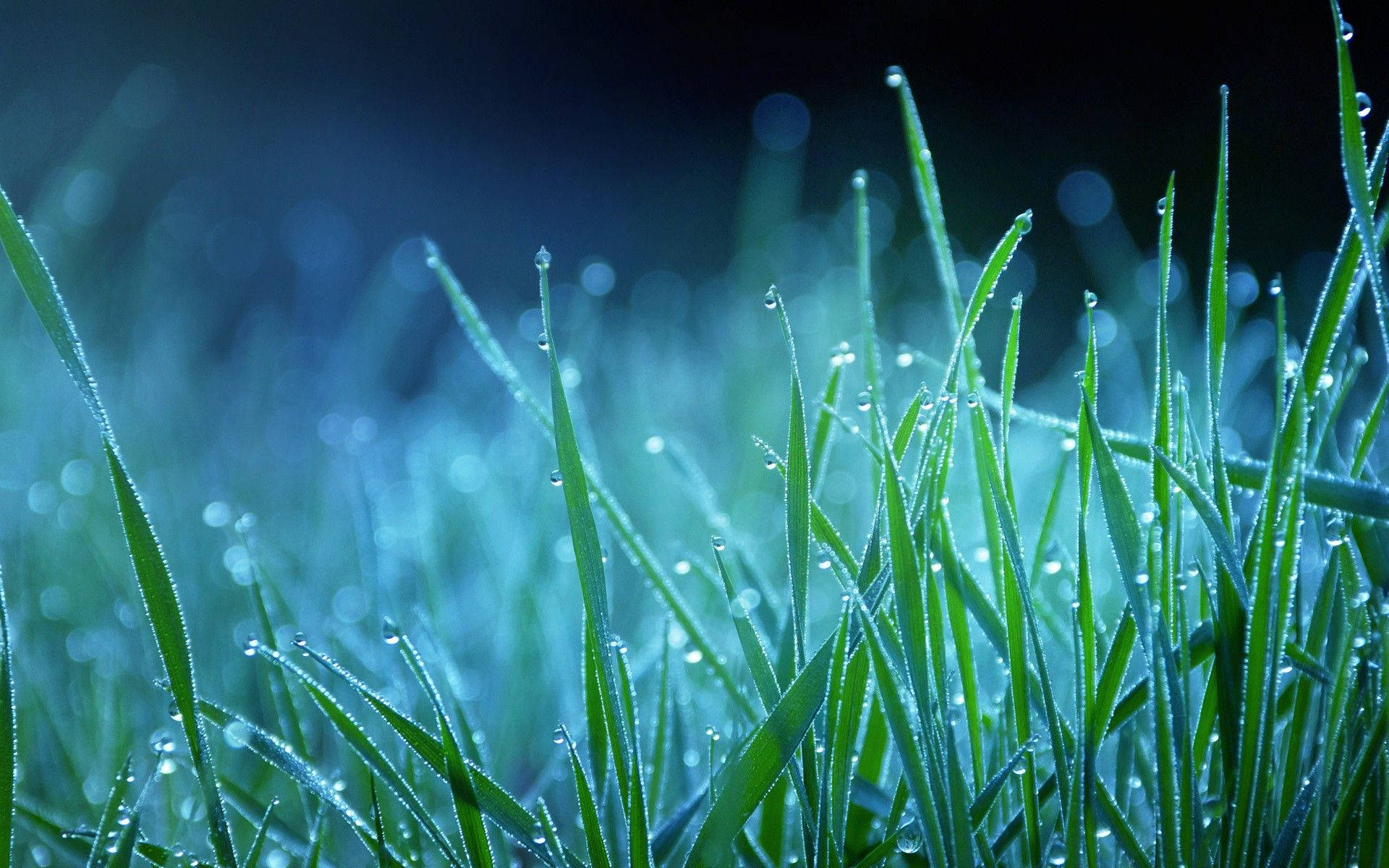 Download free Dewy Grass Night Macro