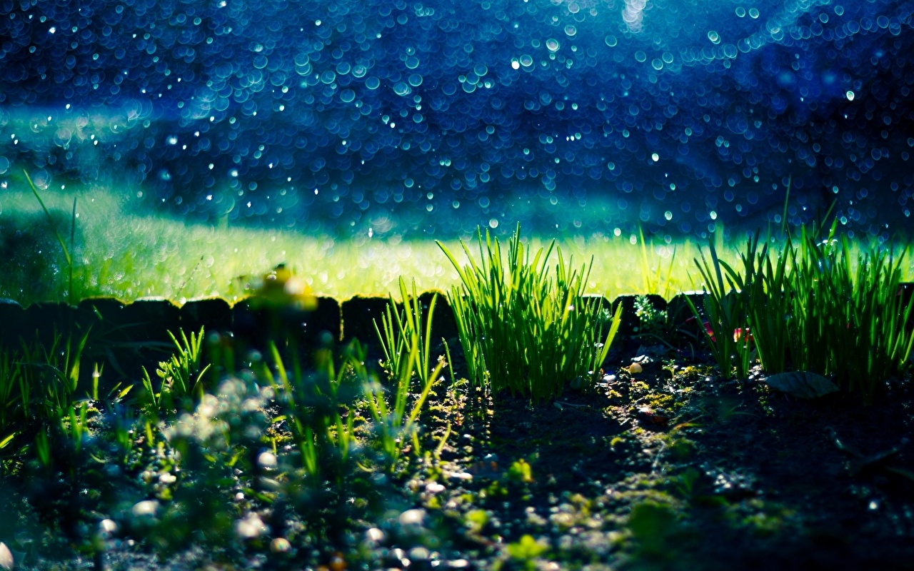 Picture Nature Grass Night