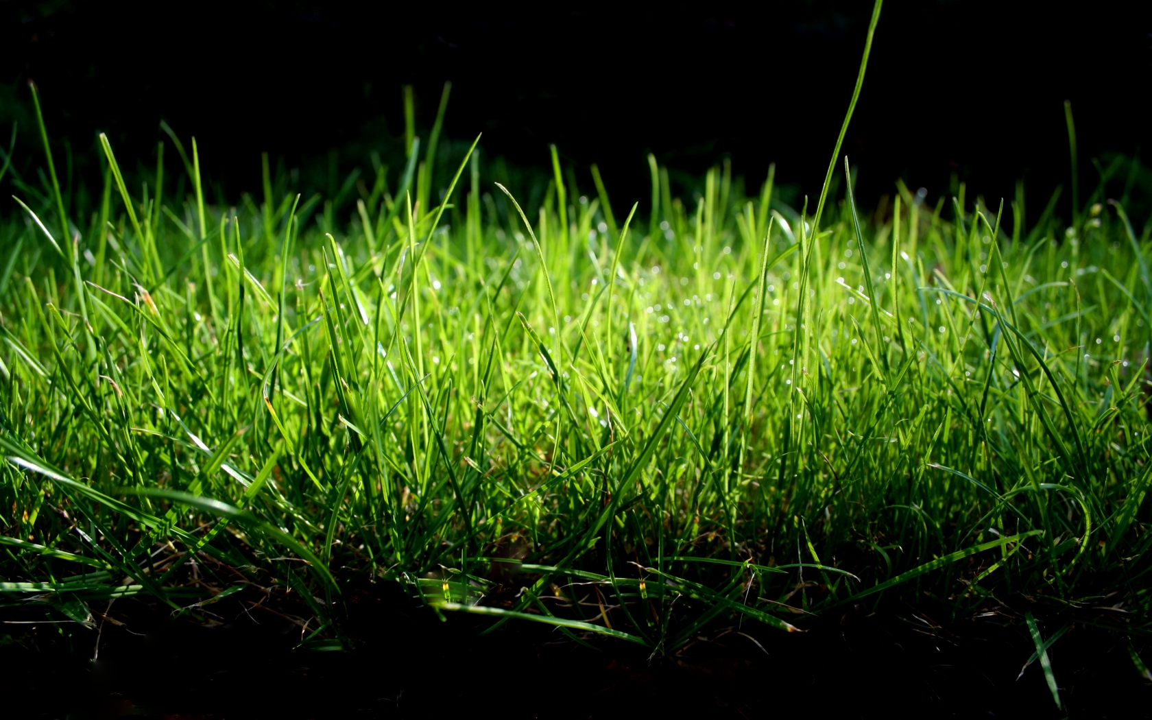 Grass Wallpaper, Phone