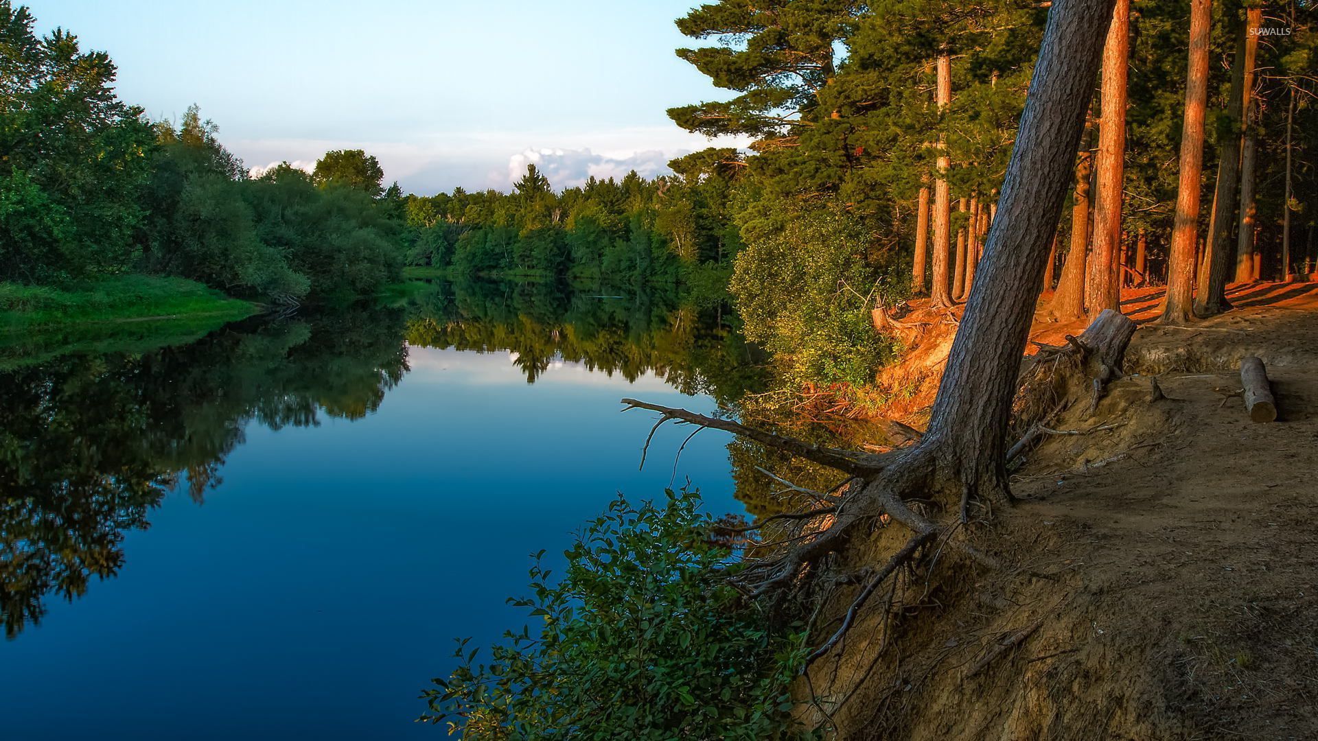 Calm river splitting the forest