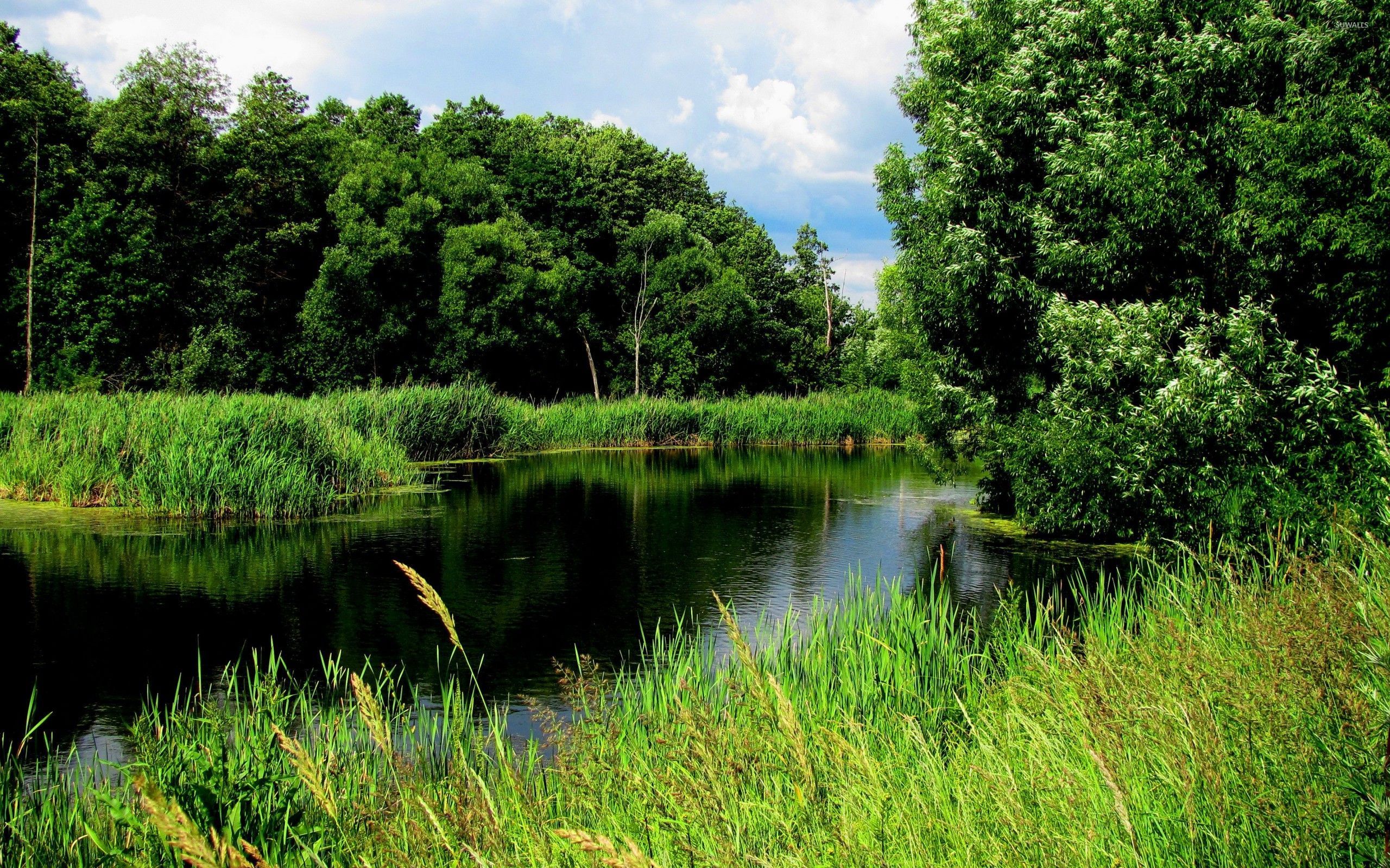 Green untouched forest by a calm river
