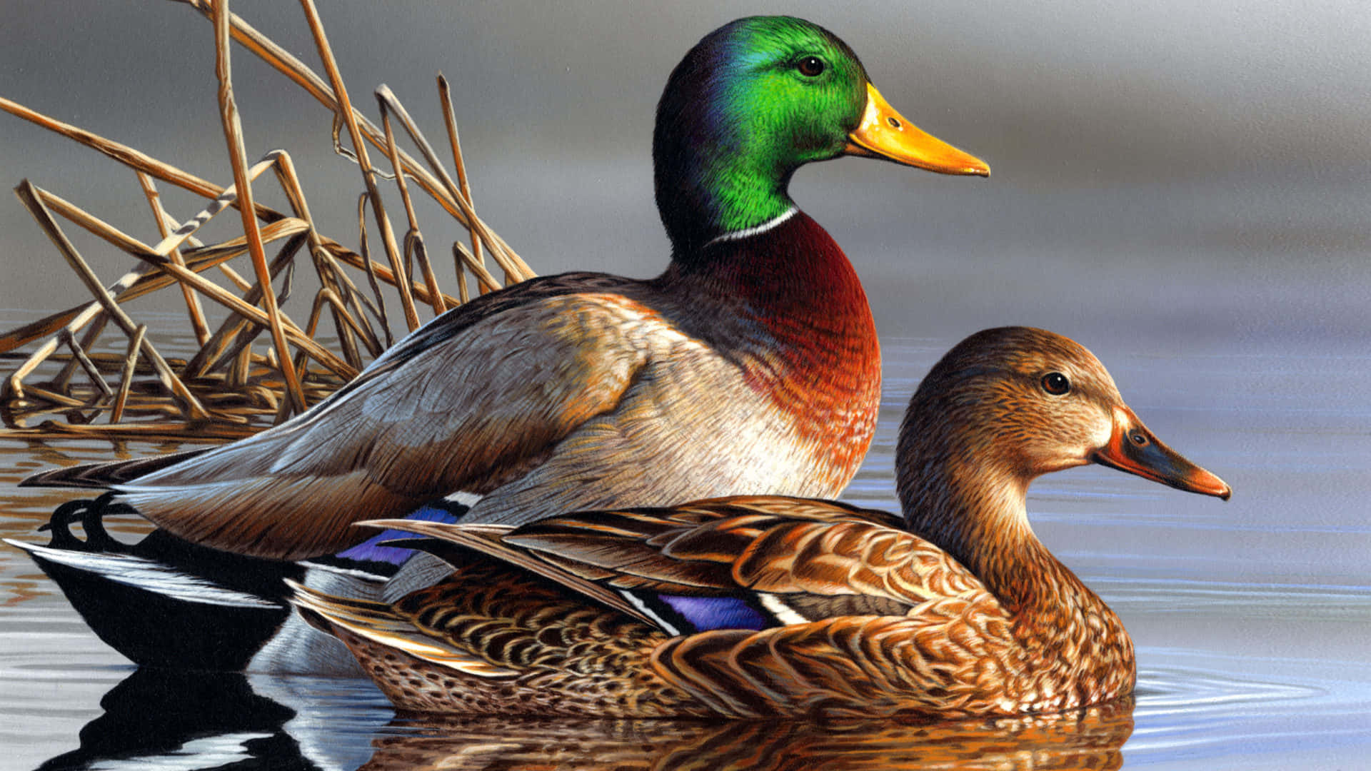 Duck Hunting Desktop Wallpaper