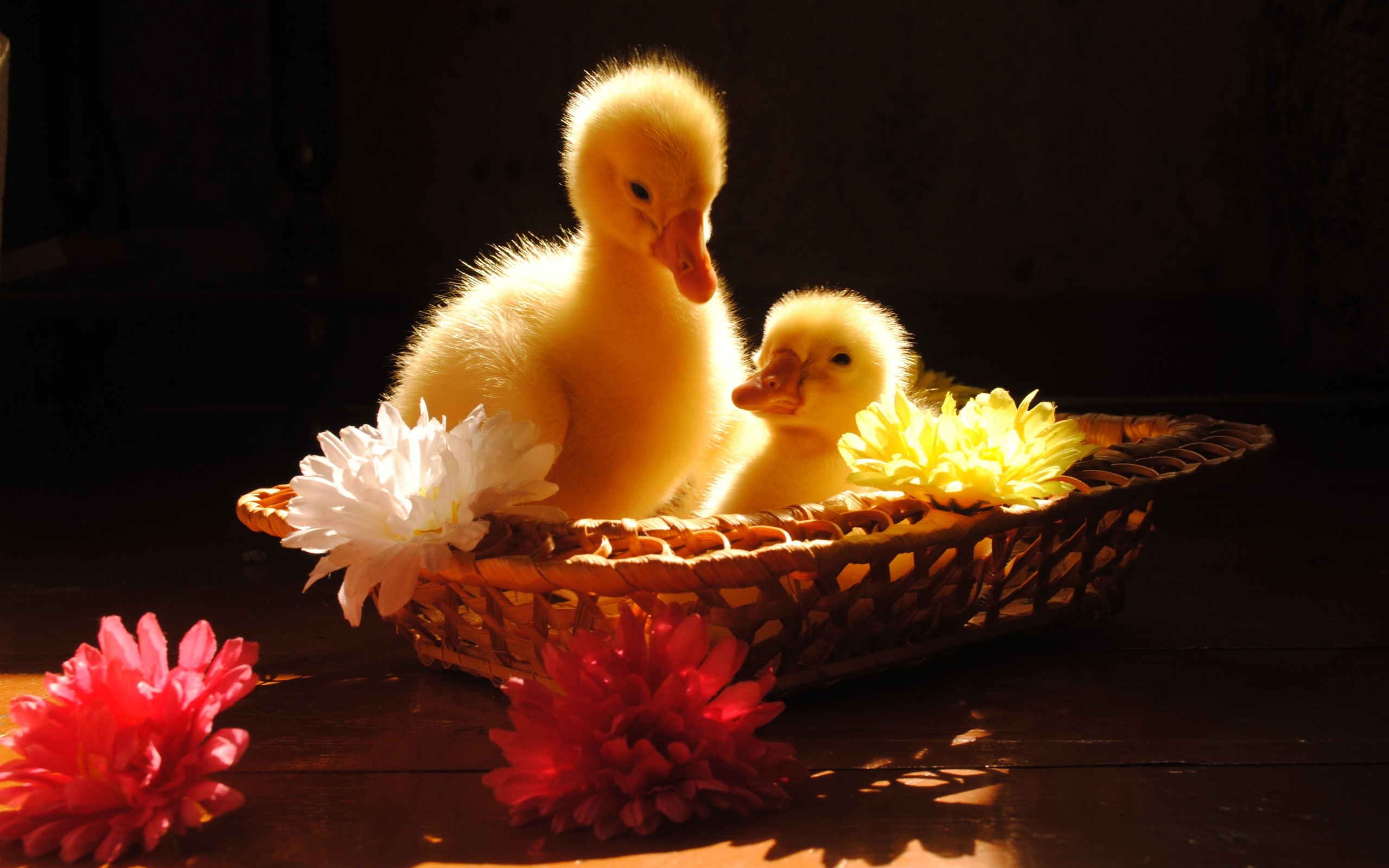 desktop wallpaper: Birds, Animal, Duck