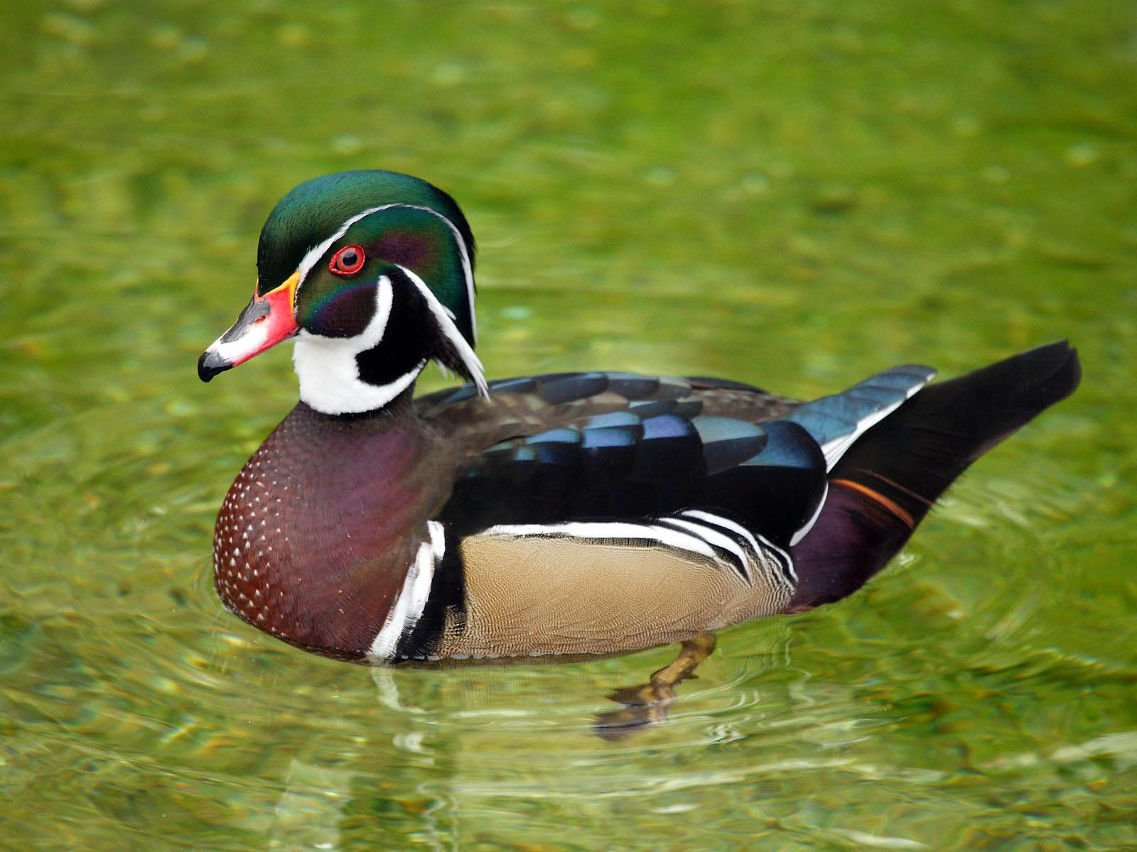 Desktop Wallpaper Birds Ducks Animals