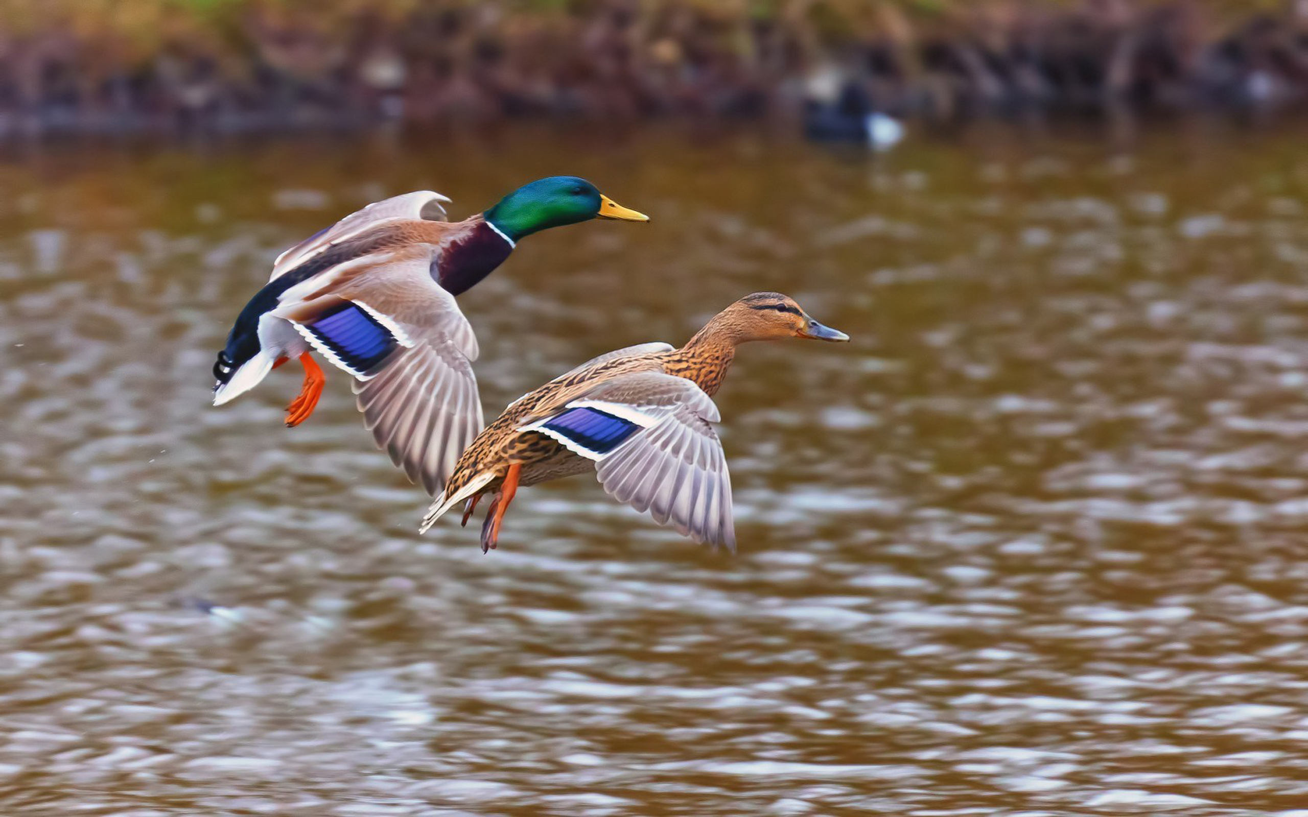 Ducks Birds Landing In The Lake Desktop