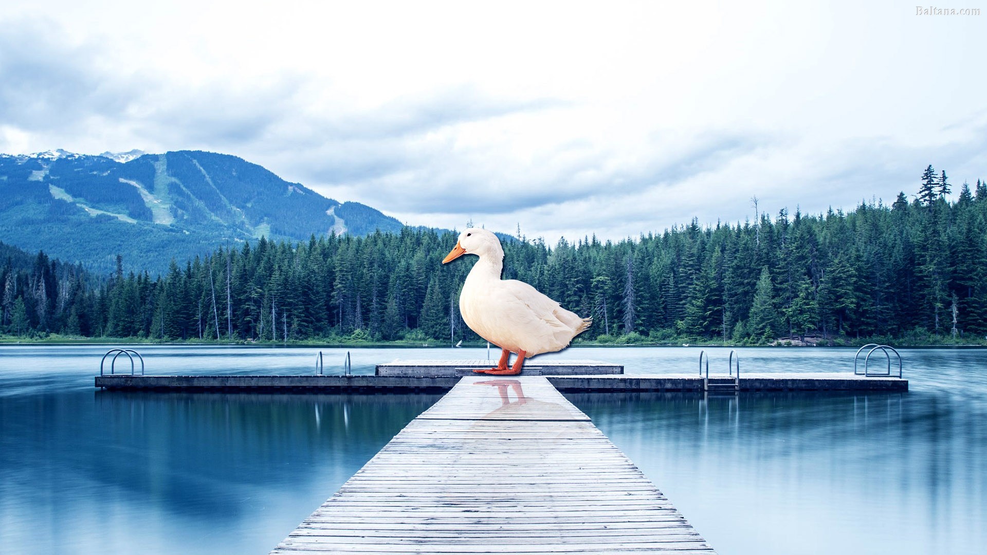 Duck HD Desktop Wallpaper 29681