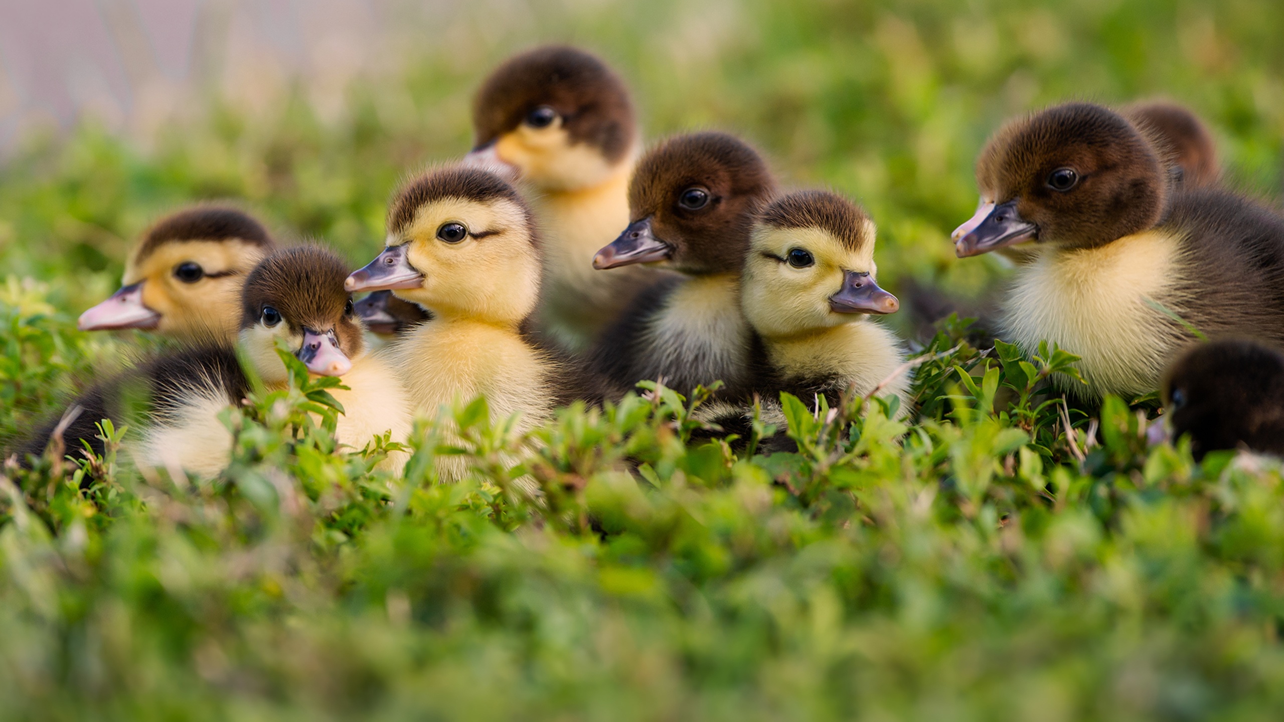 duck bird Nestling Animals 2560x1440