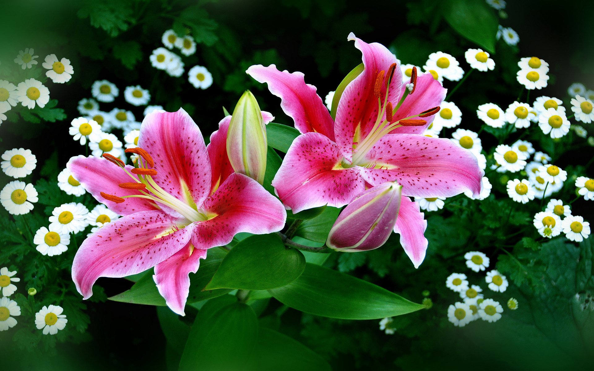 Stunning Nature HD Wallpaper: Beautiful Lilies in Bloomx1200