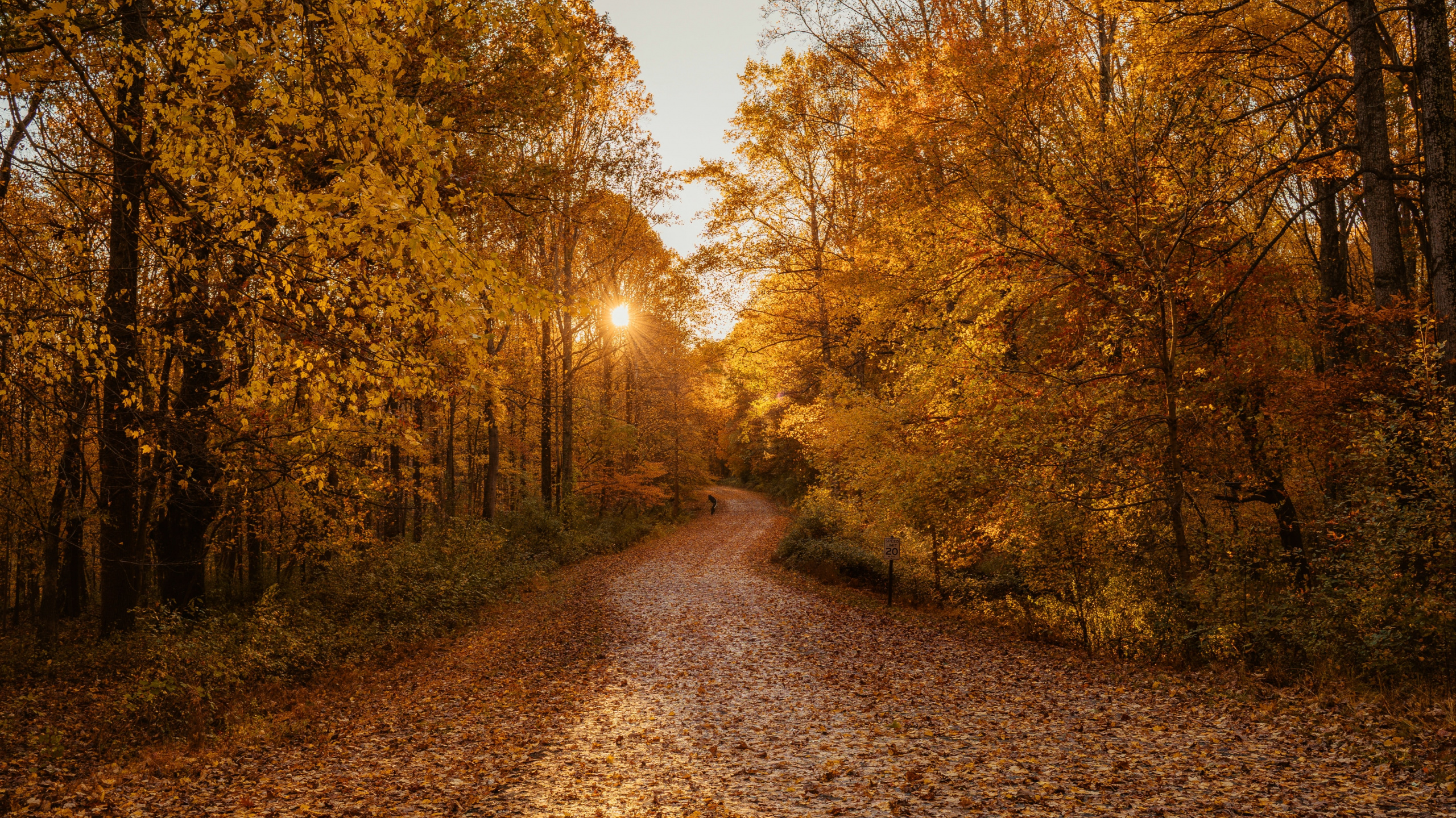 WQHD, QHD, 16:9 Autumn Wallpaper Free 2560x1440 High Quality Background