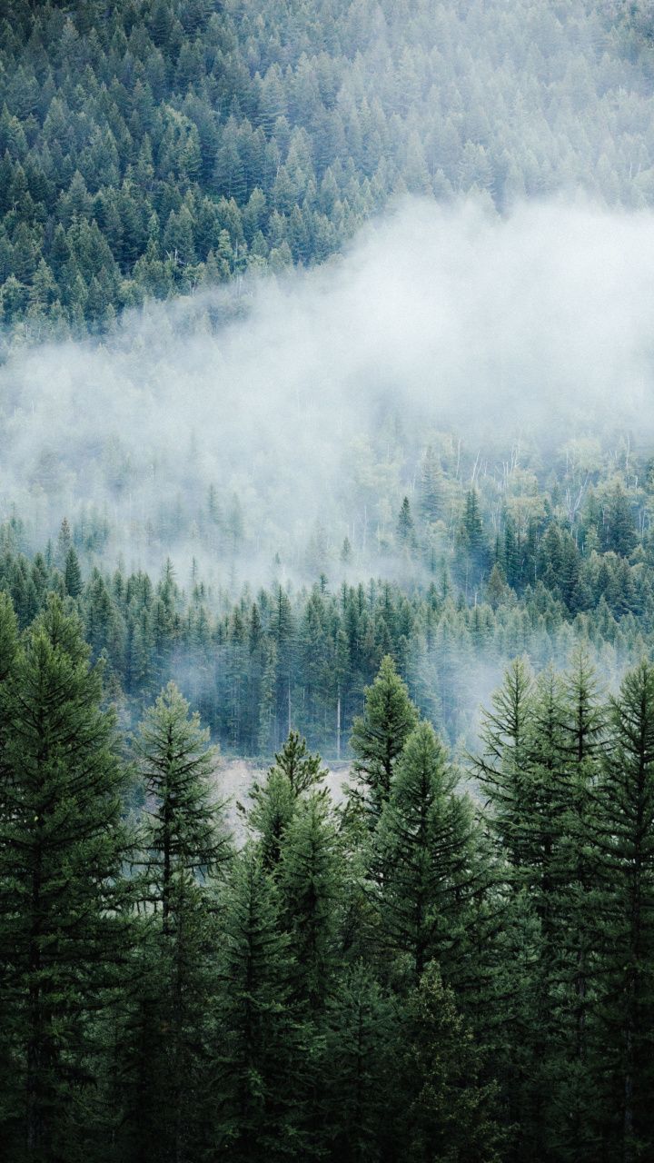 Forest, fog, tree, nature, Montana