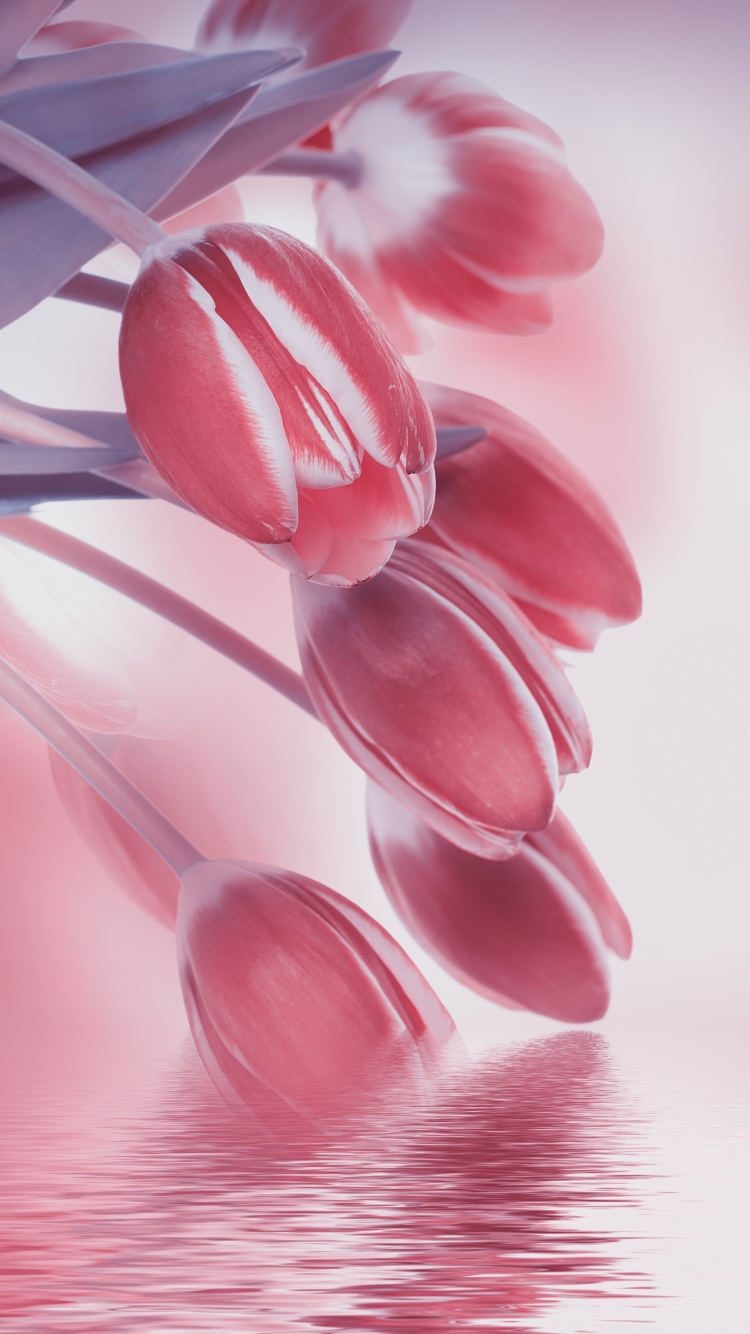 Tulip Phone Wallpaper