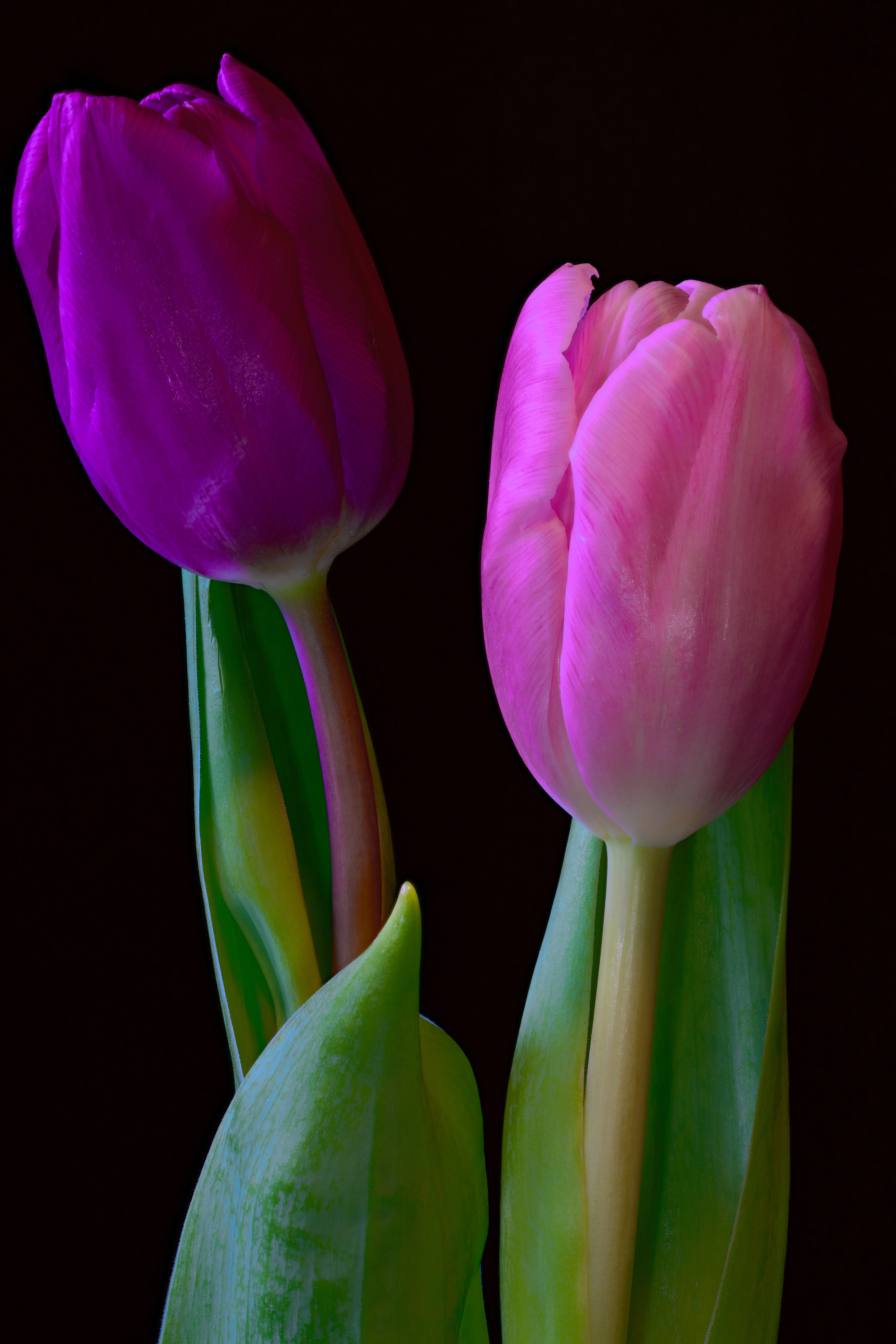 Image Two Tulips flower Closeup Black