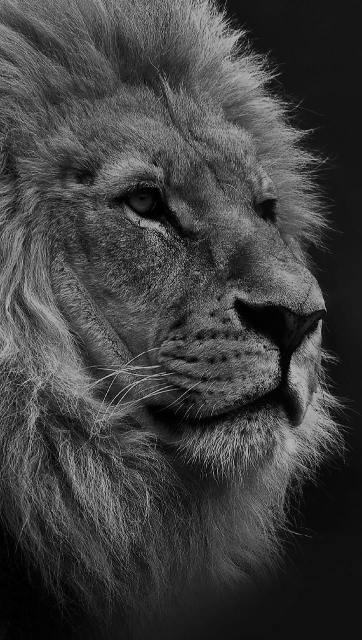 Ringt. Lion wallpaper, Lion image
