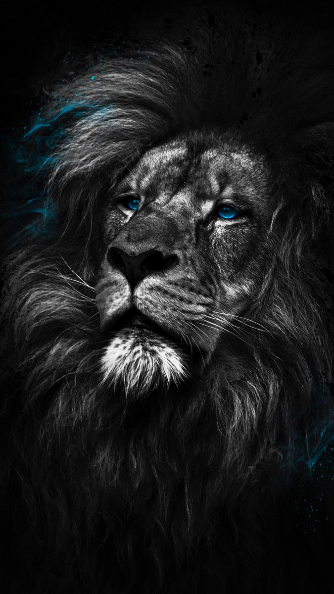 iPhone Xs wallpaper. Lion wallpaper