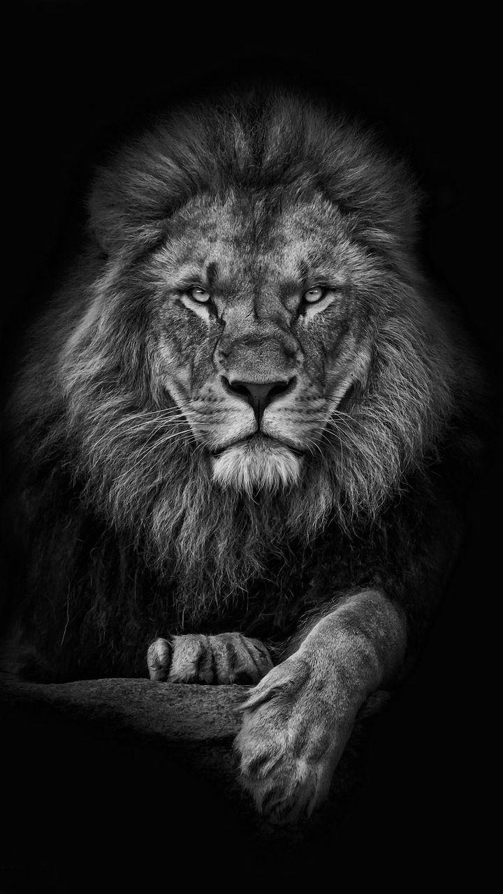 Black Lion Wallpaper APK for Android