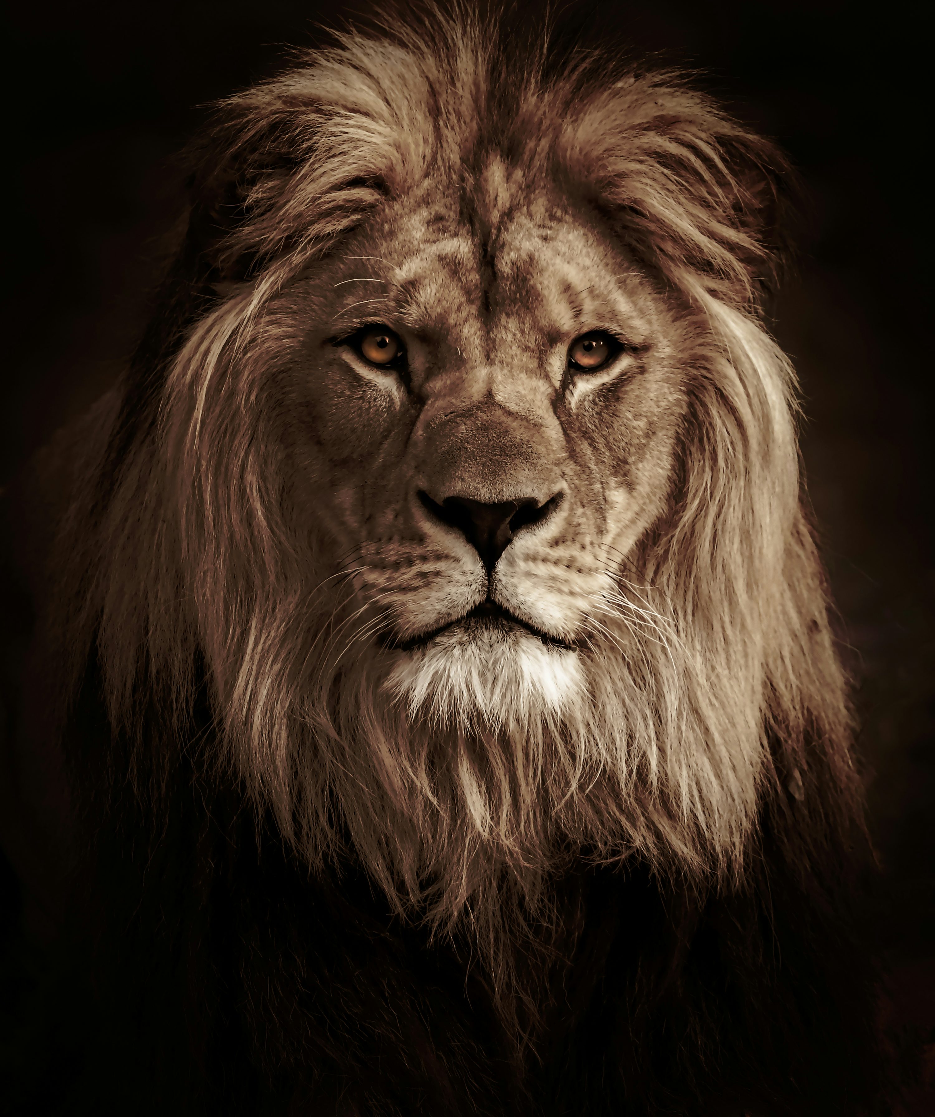 Lion Wallpaper: Free HD Download