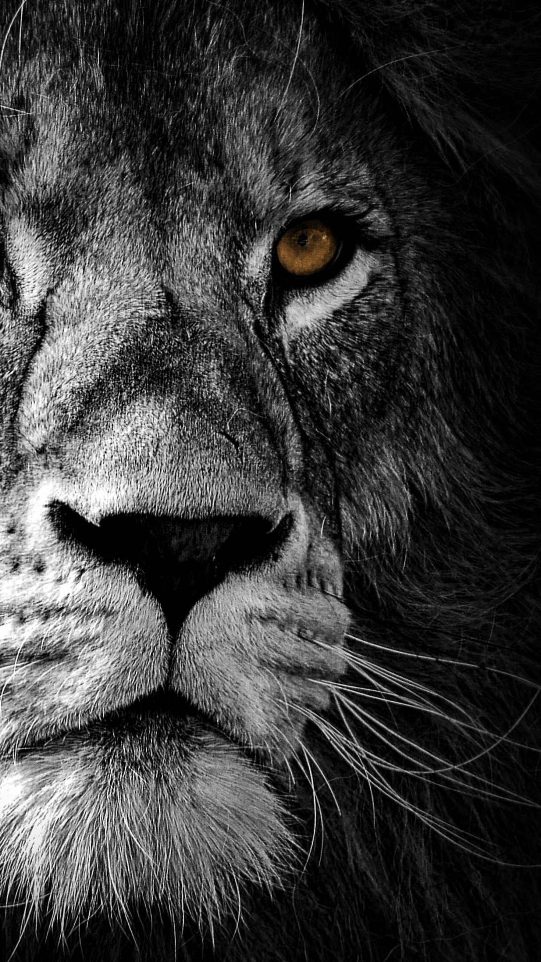 Lion Wallpaper 4K, AMOLED, Wild