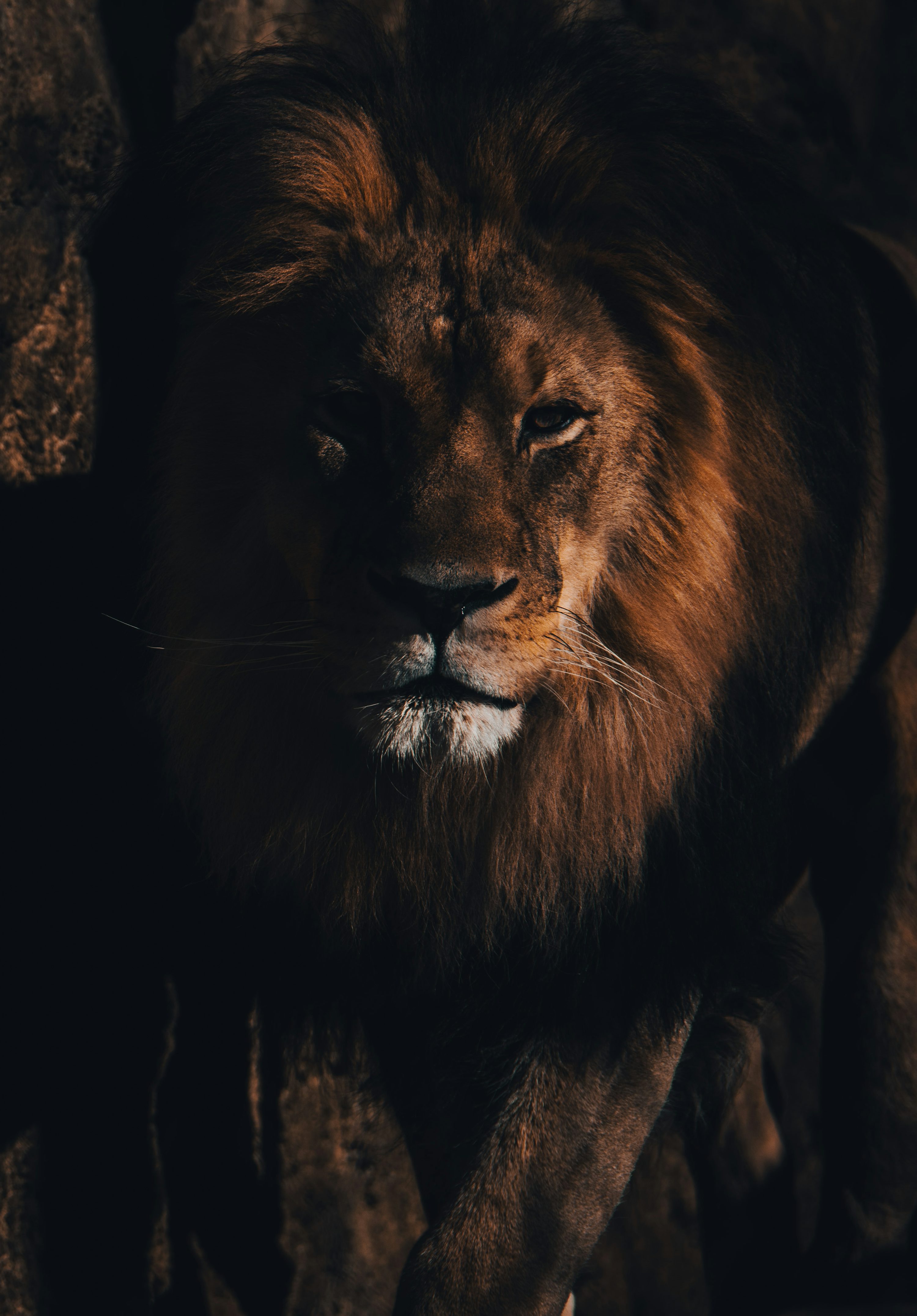 Lion Picture & Image. Download