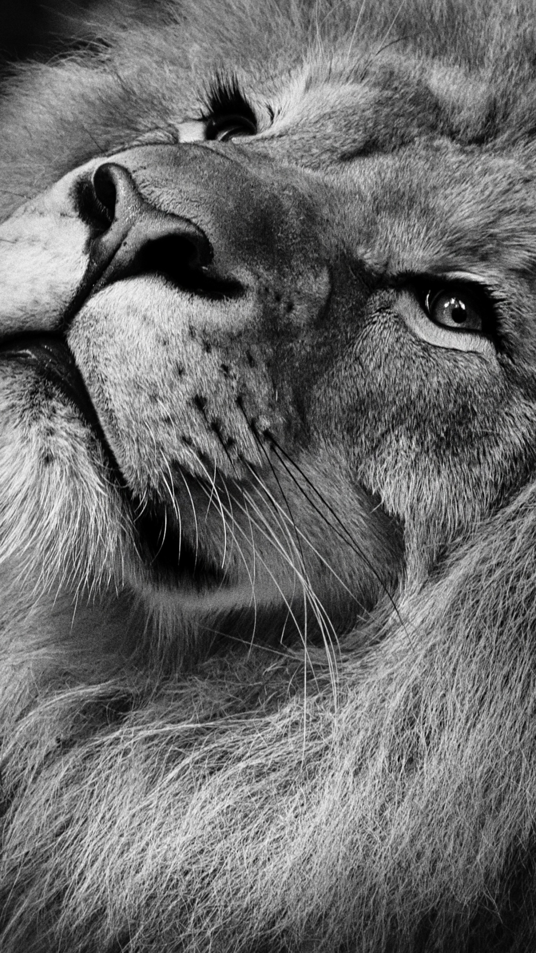 Mobile wallpaper: Cats, Lion, Animal